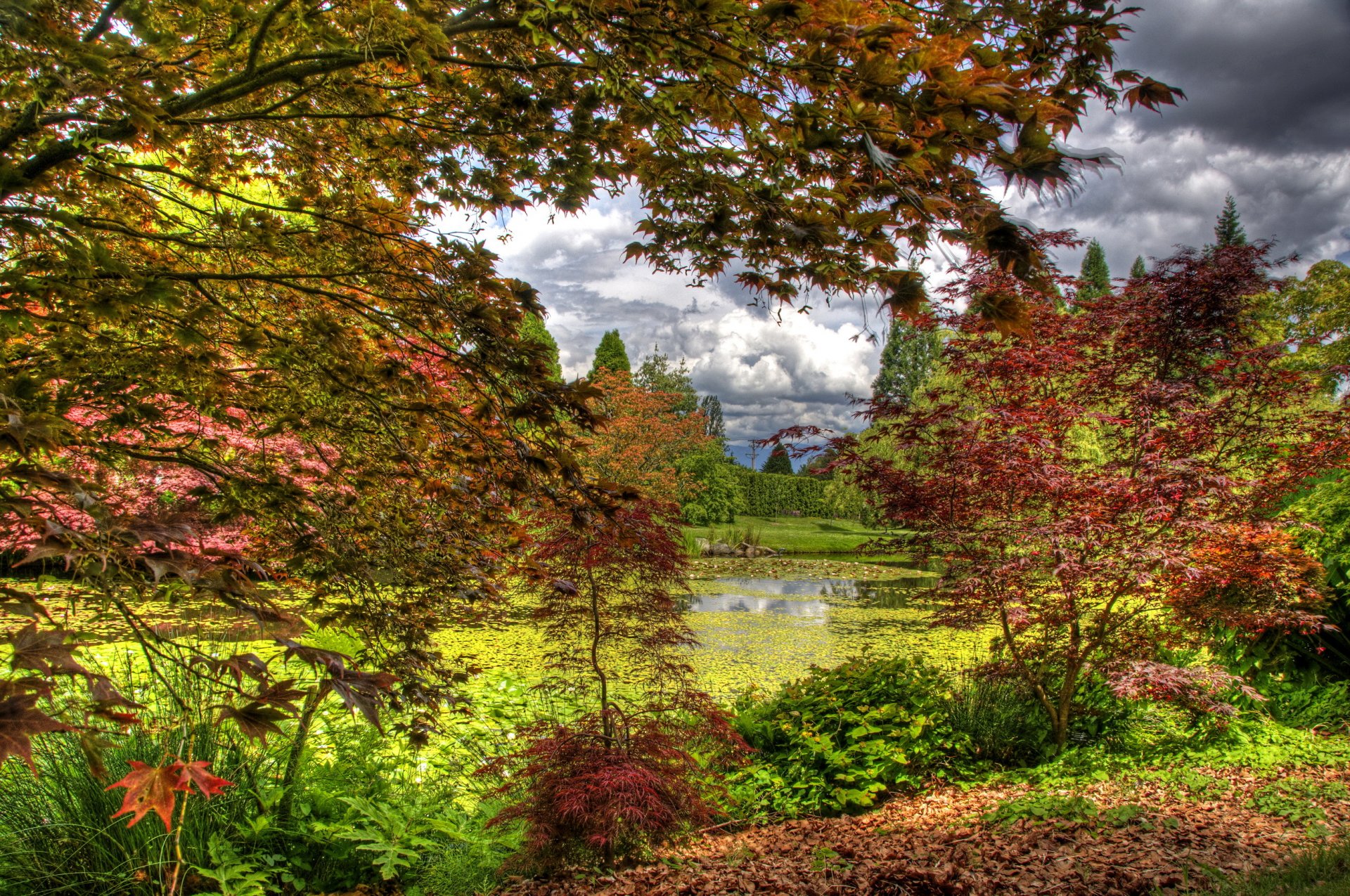 giardino botanico di vandusen vancouver canada giardino stagno alberi cespugli foglie autunno