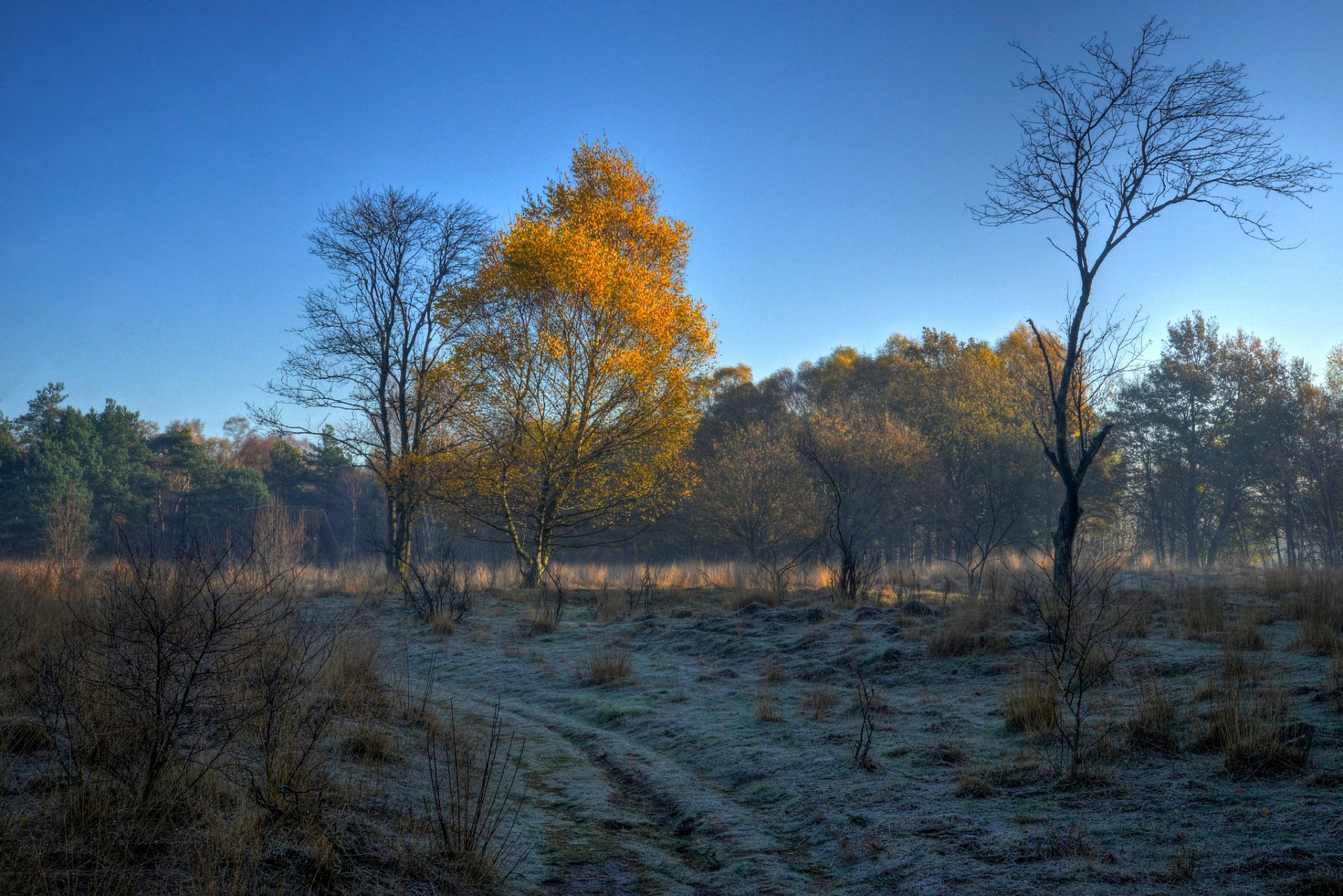 himmel morgen frost herbst bäume