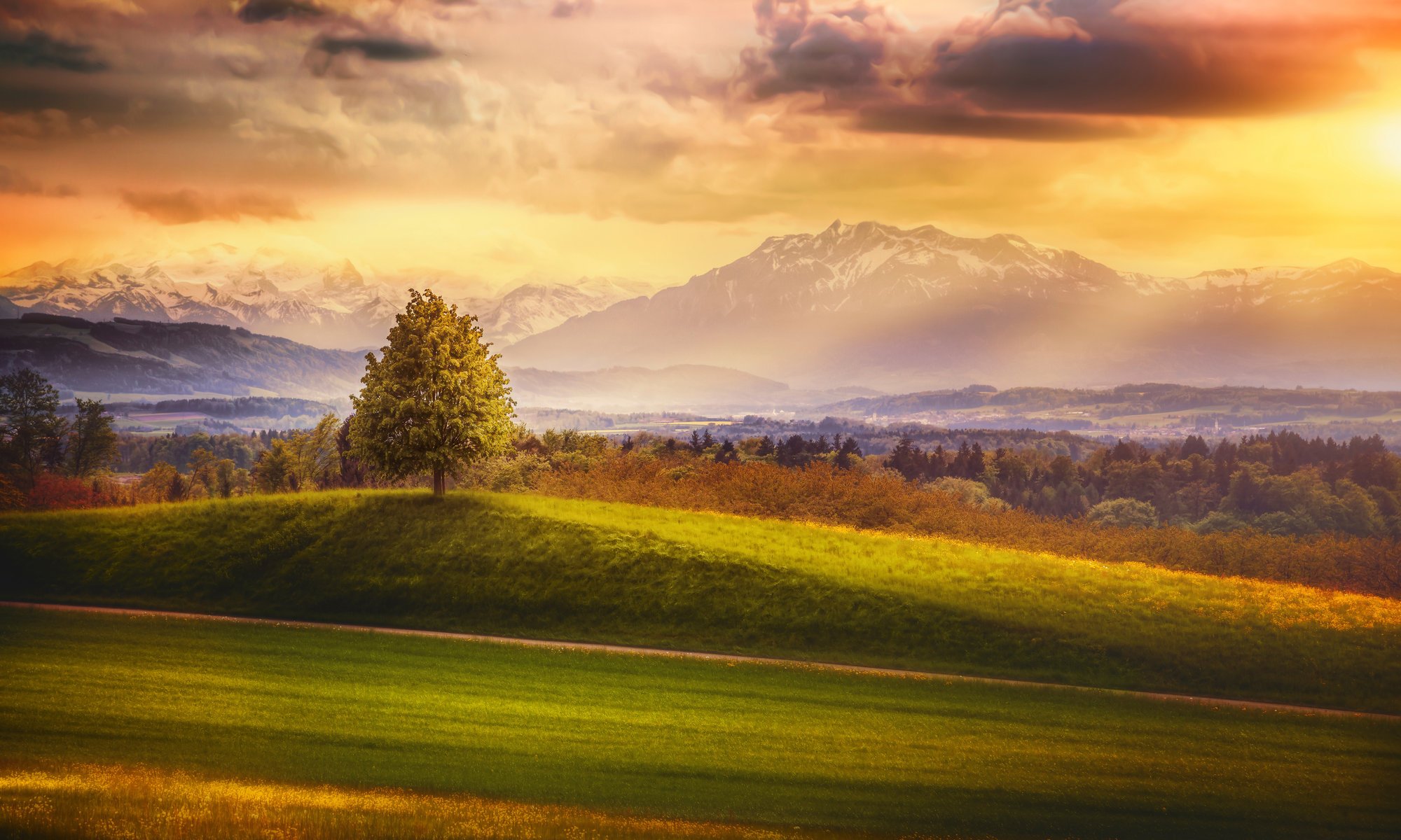 da qualche parte svizzera albero montagna foresta cielo nuvole elaborazione