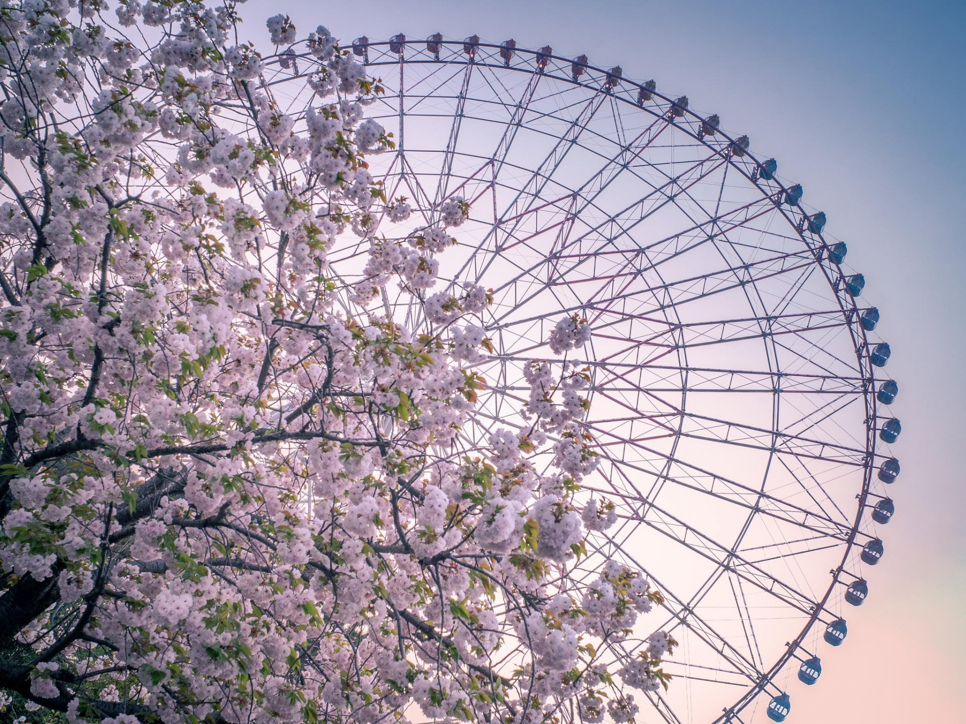 primavera attrazione ruota panoramica albero fiori
