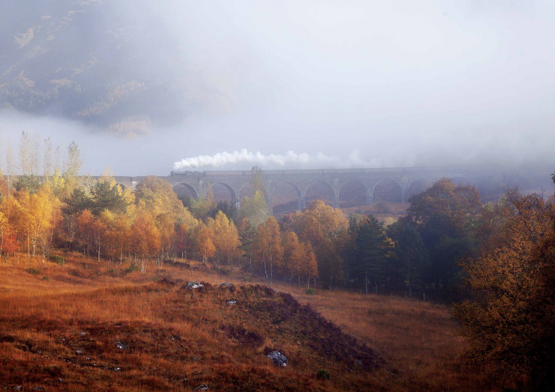 arbres forêt automne brume brouillard train