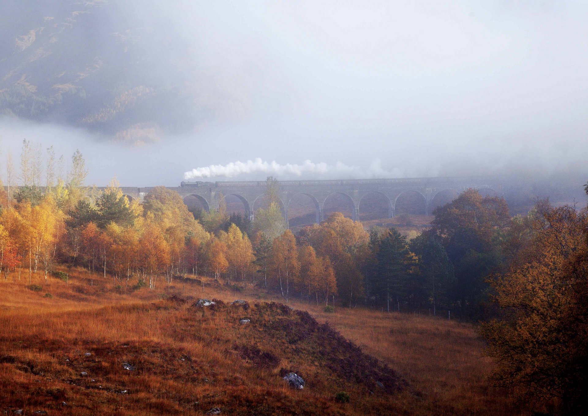 árboles bosque otoño bruma niebla tren