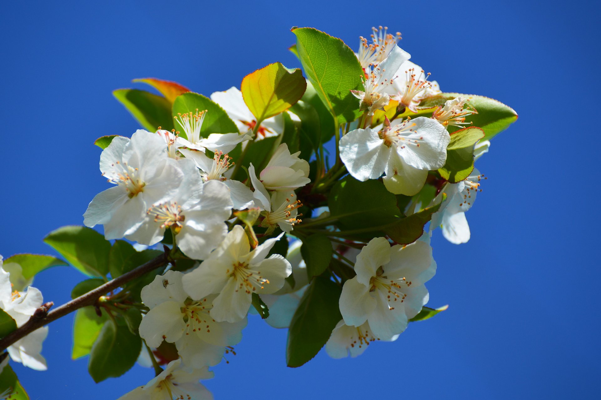 ramo fioritura fiori macro primavera