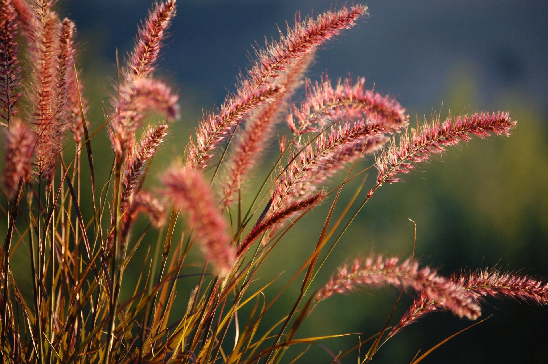 pikes grass plant blur nature