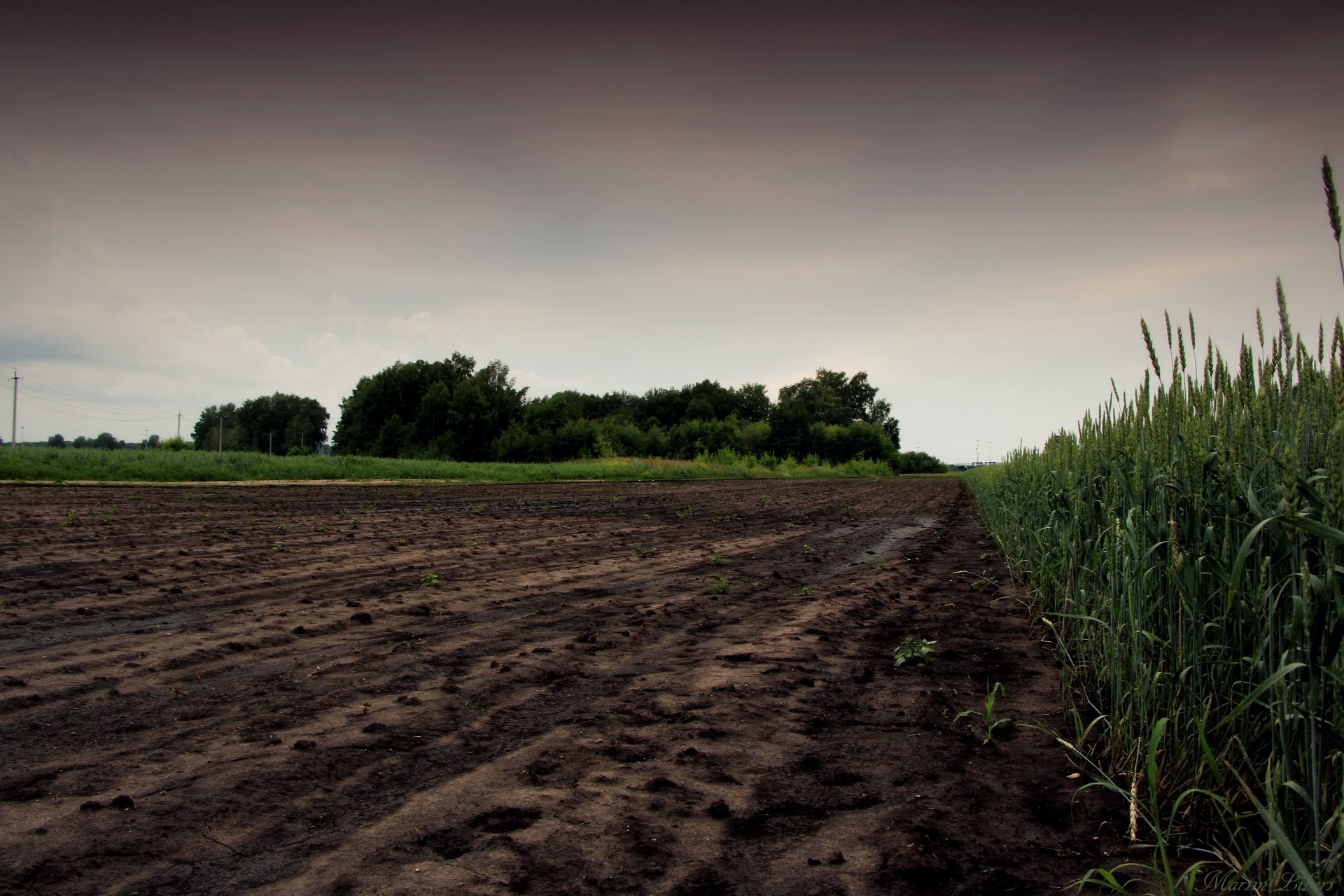feld hafer gras abend bewölkt klettergerüst