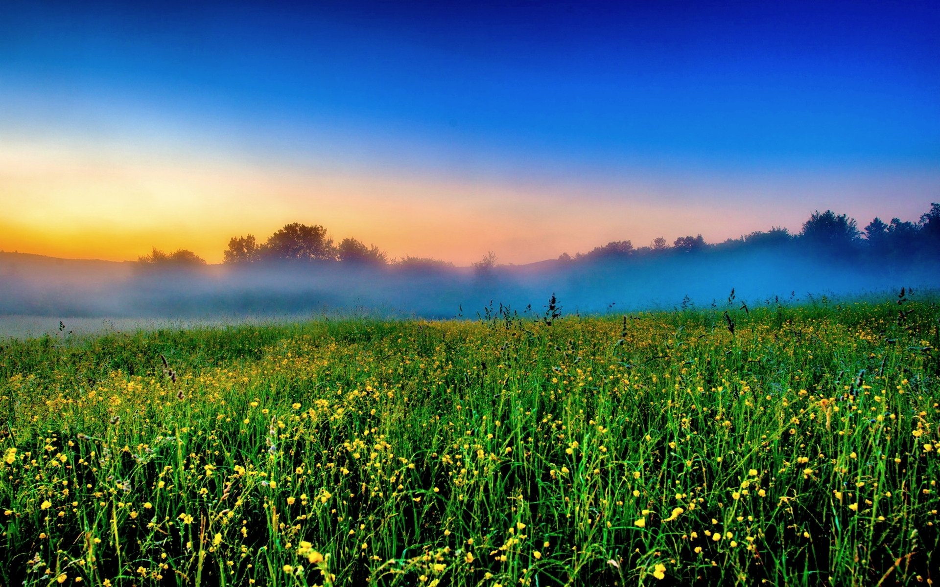 matin champ fleurs brouillard