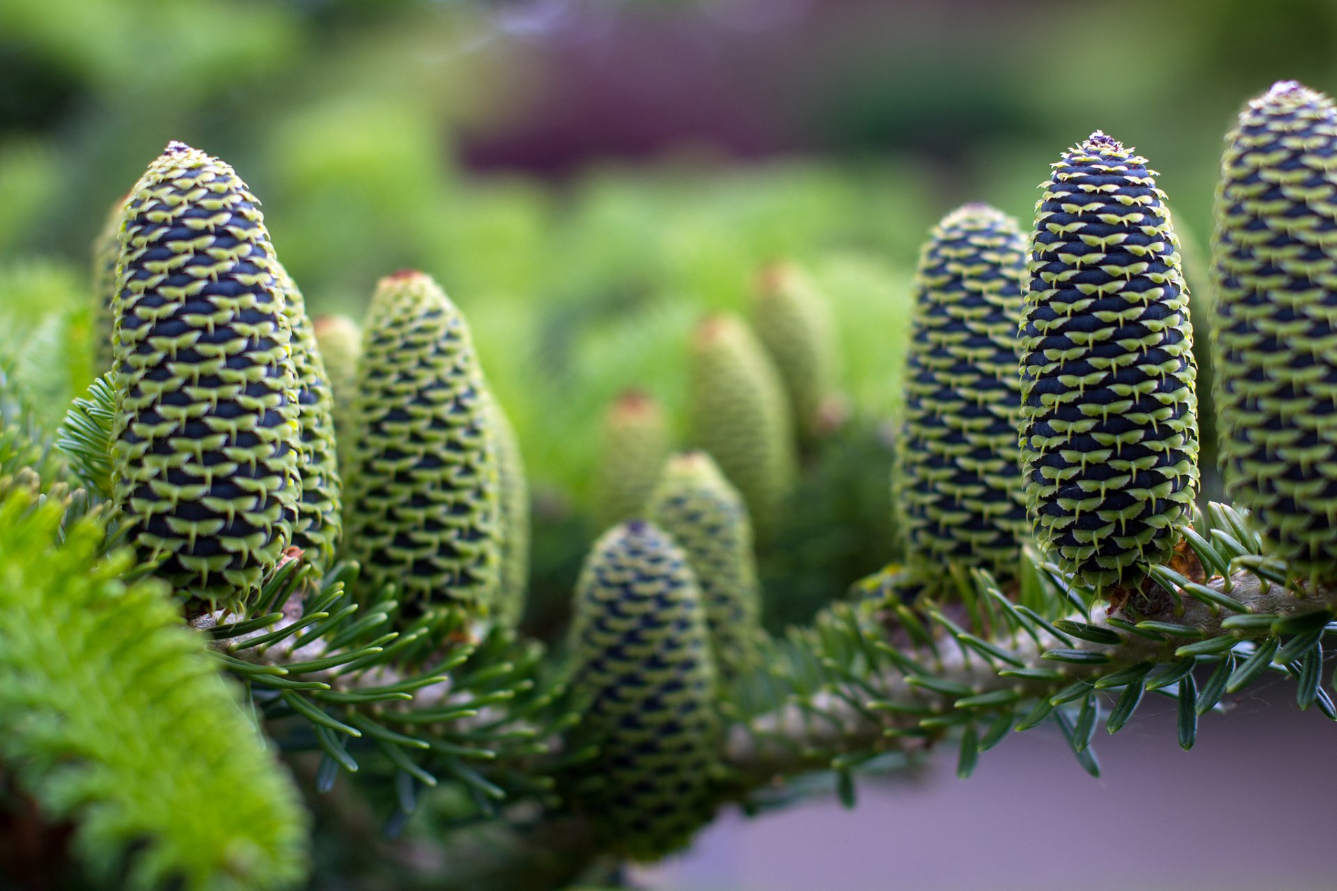 tree conifer bump close up