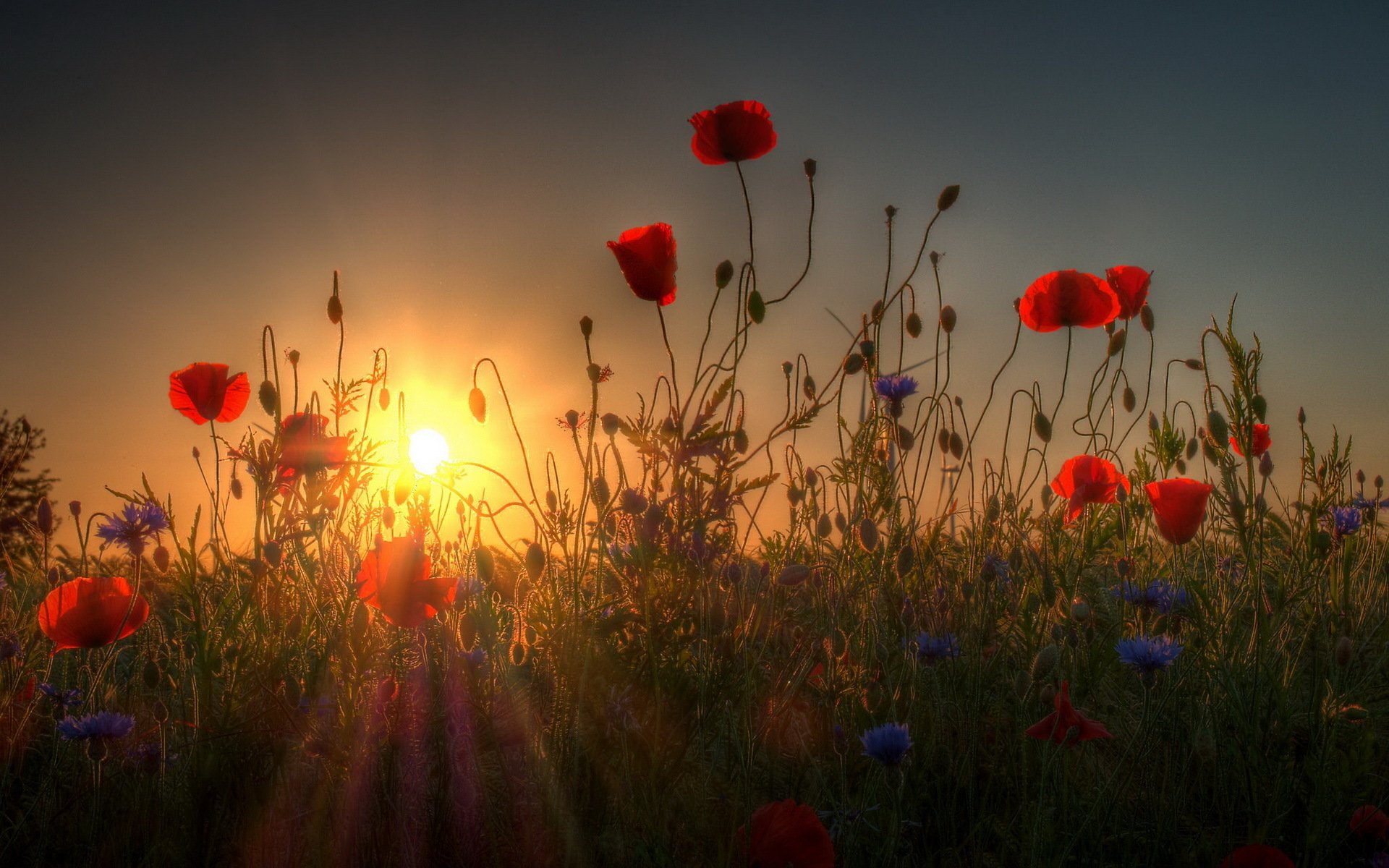amapolas puesta de sol naturaleza