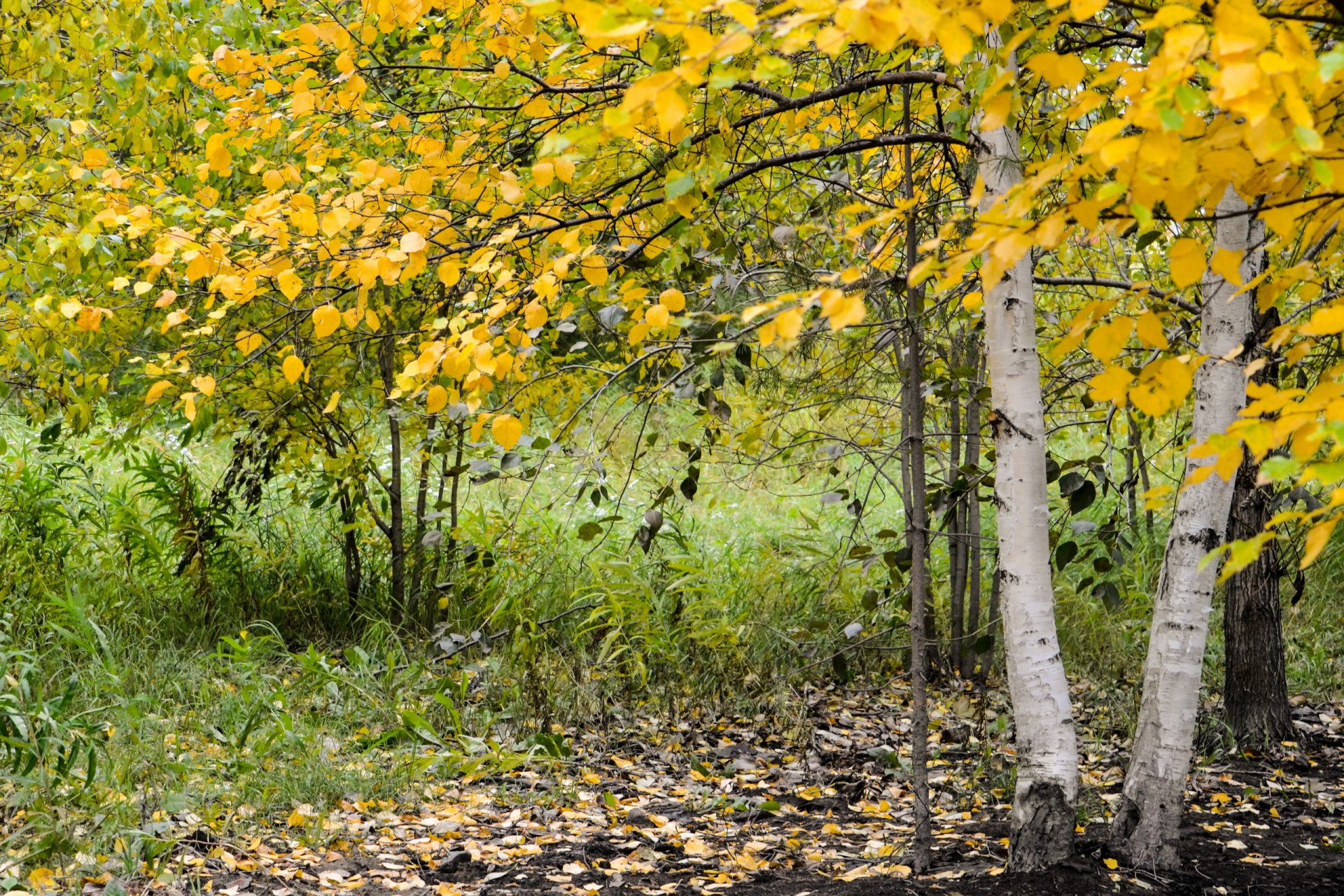 natur herbst