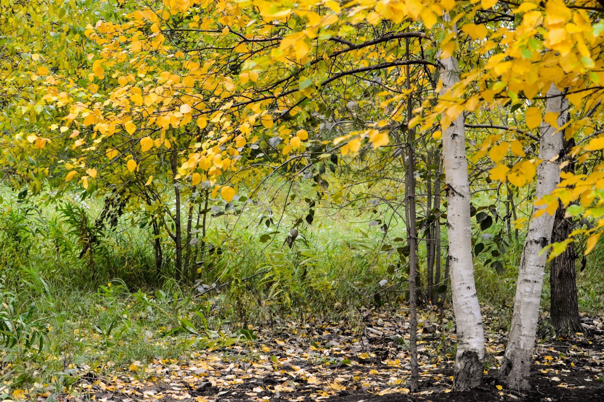 naturaleza otoño