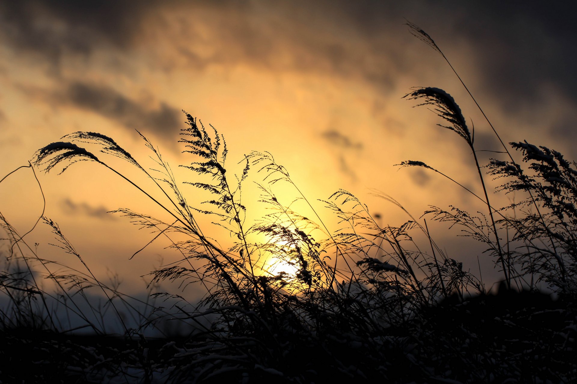 ky clouds clouds sunset grass plant macro