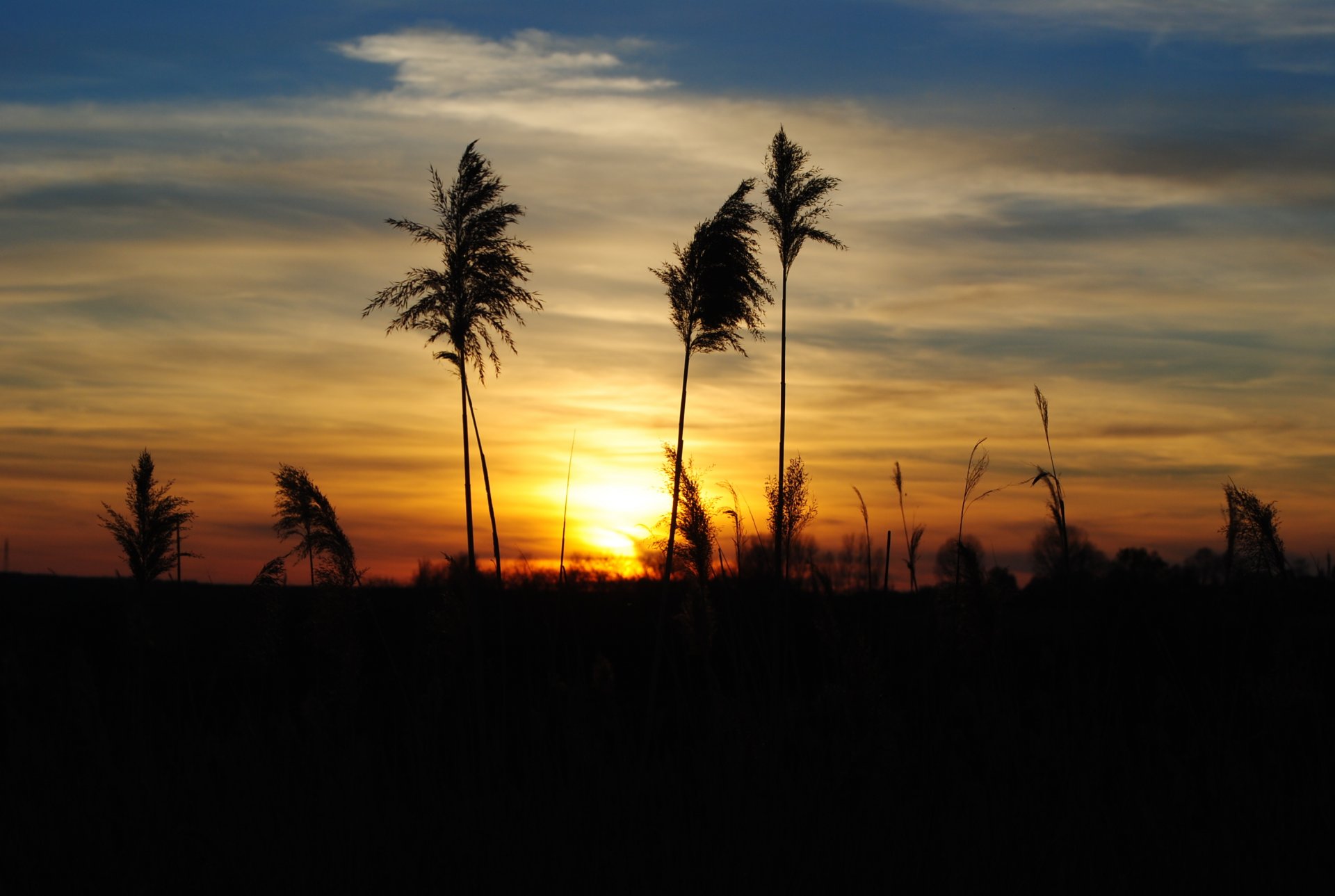nature coucher de soleil soir herbe épillets silhouette nuages