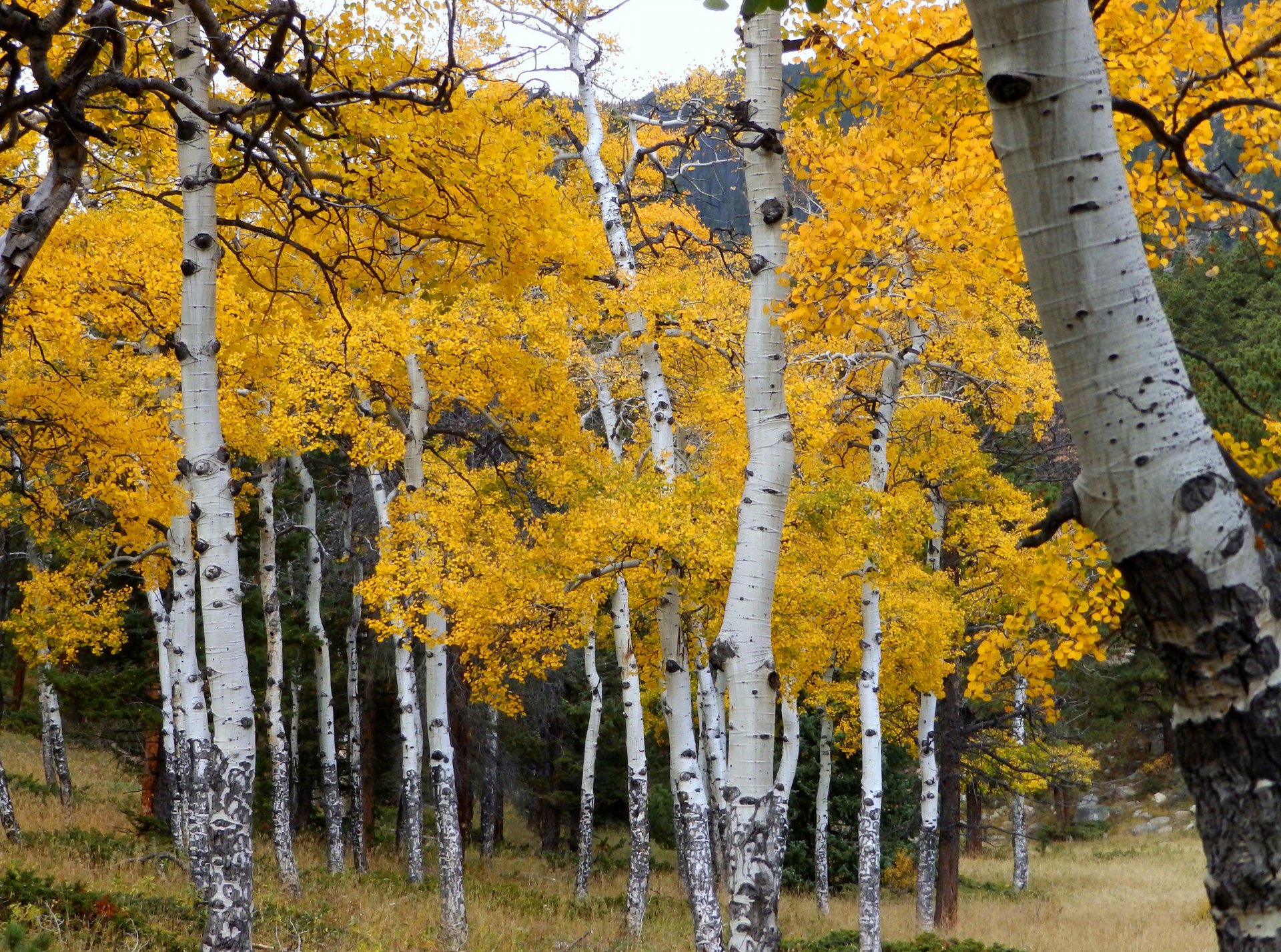 aspen colorado usa foresta boschetto pioppo tremulo foglie autunno alberi