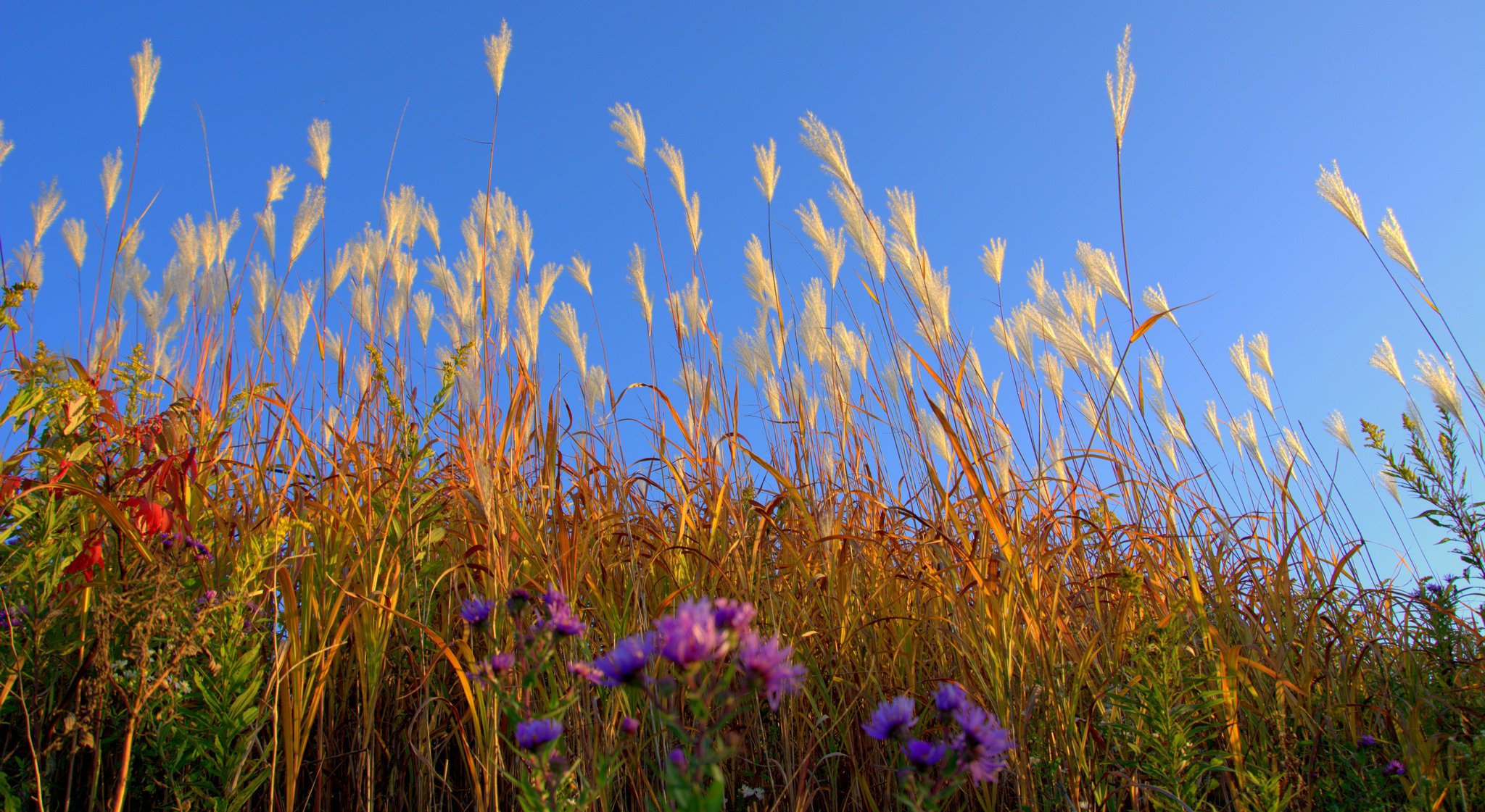 himmel feld wiese pflanze gras blumen