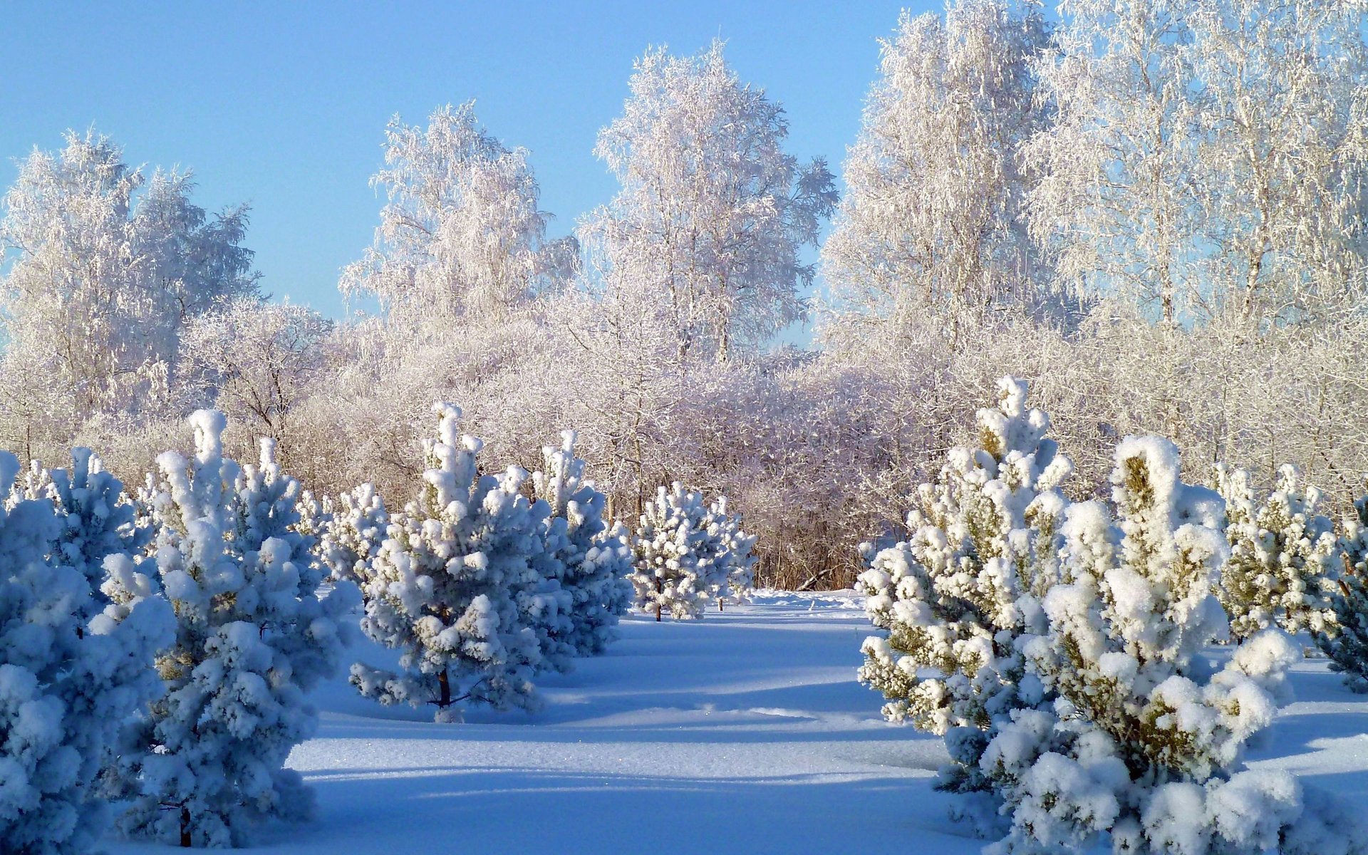 forêt arbres hiver neige épinette pin