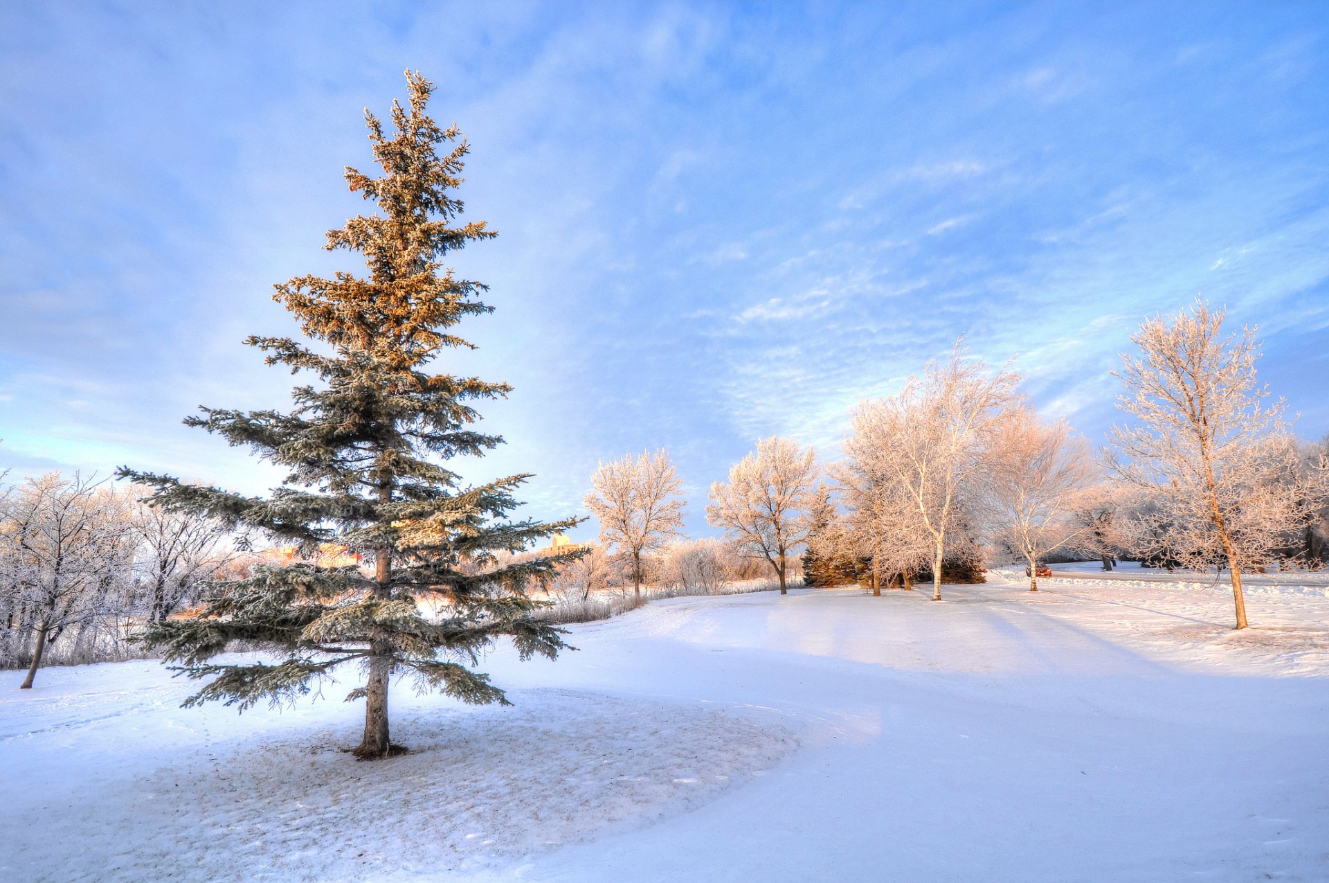 ciel hiver arbres neige parc