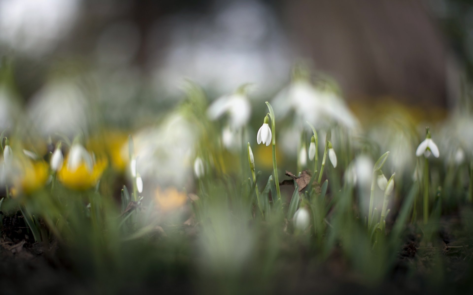 flower nature spring
