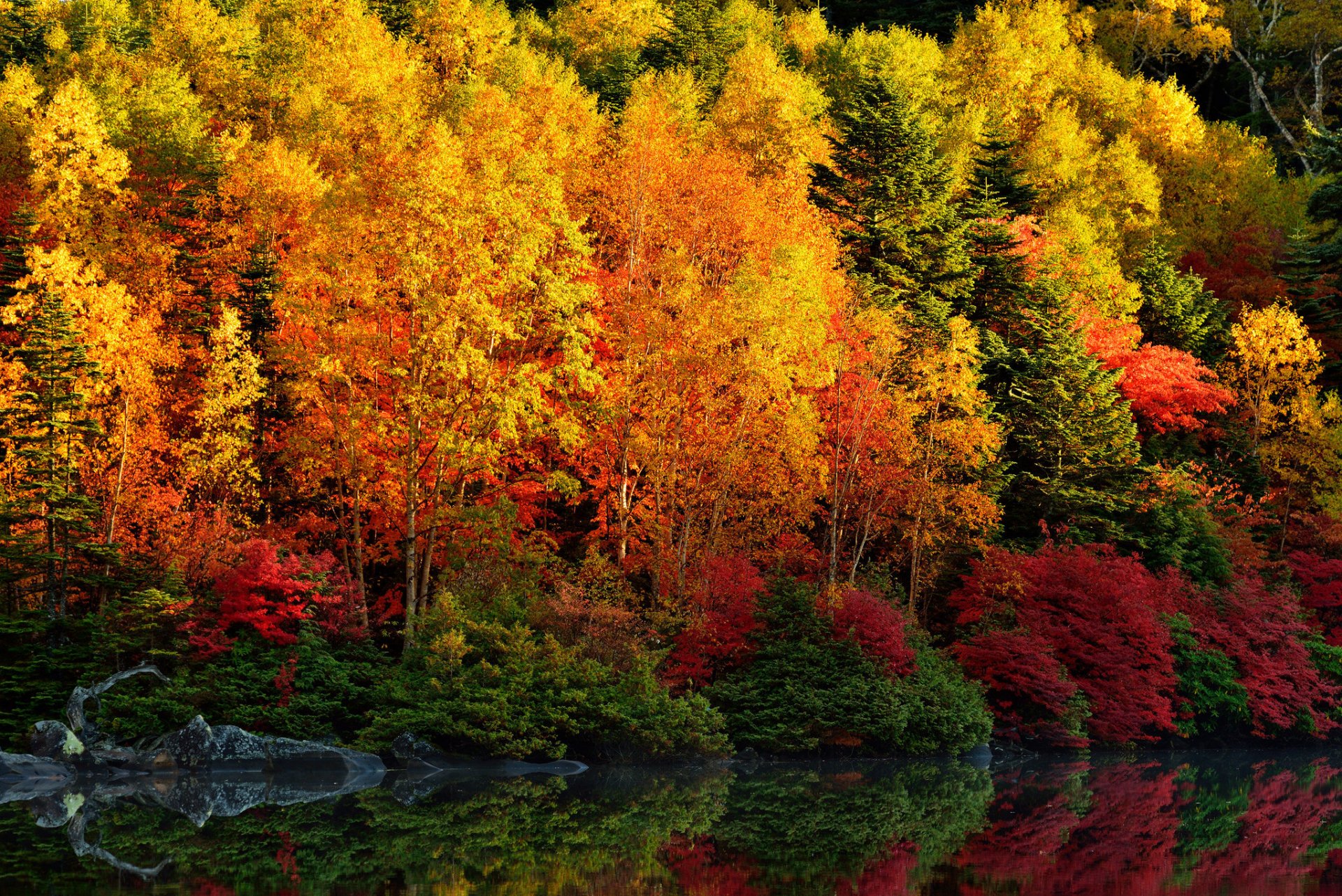 wald bäume blätter purpurrot fluss reflexion herbst