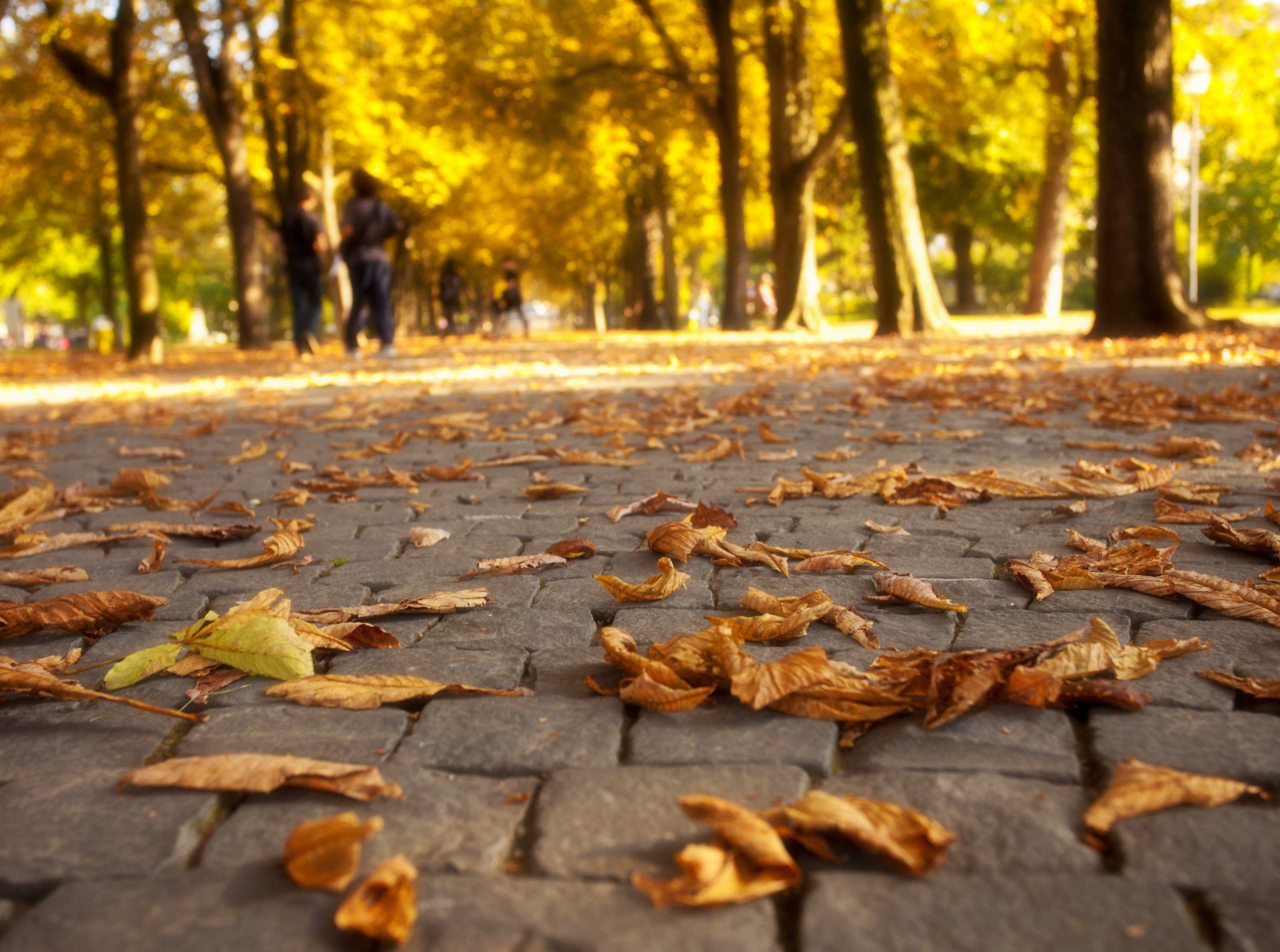 foglie alberi parco strada colori autunno passeggiata natura caduta