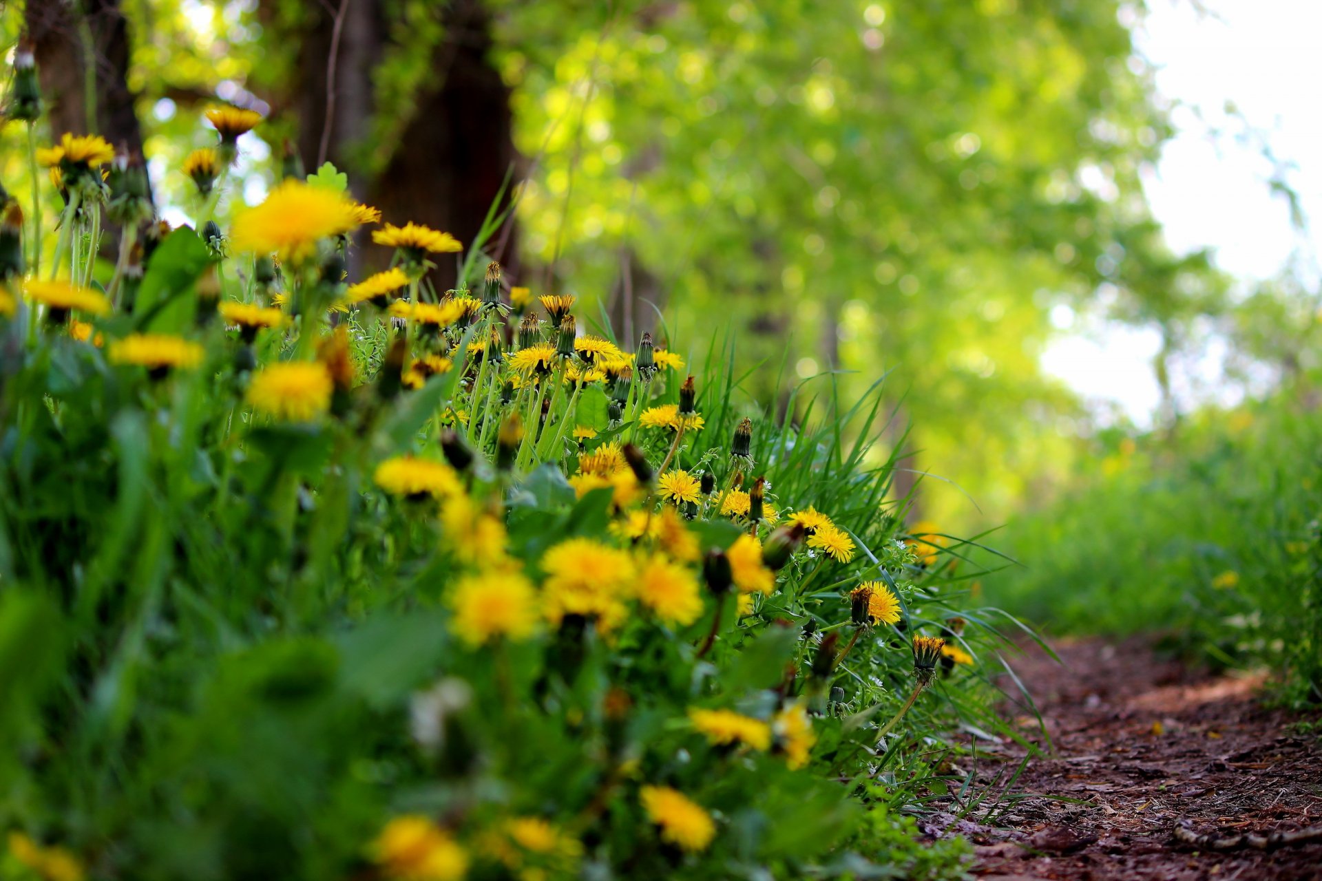 dandelions grass summer nature