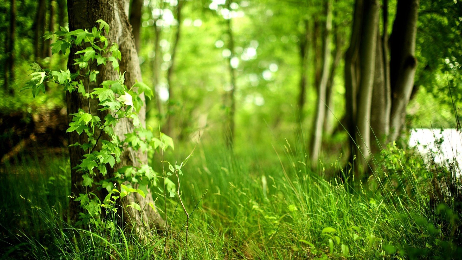 été forêt herbe nature