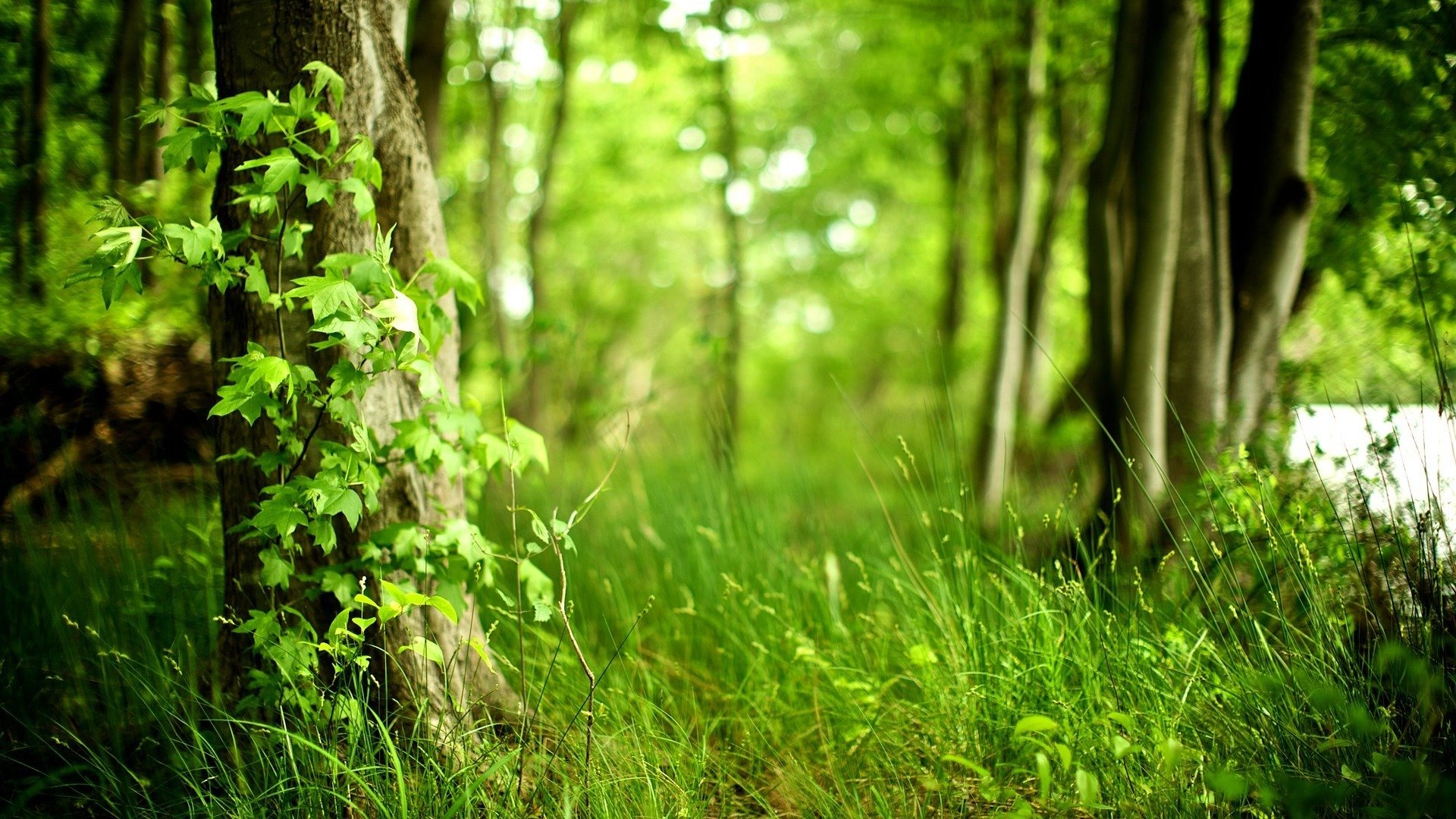 verano bosque hierba naturaleza