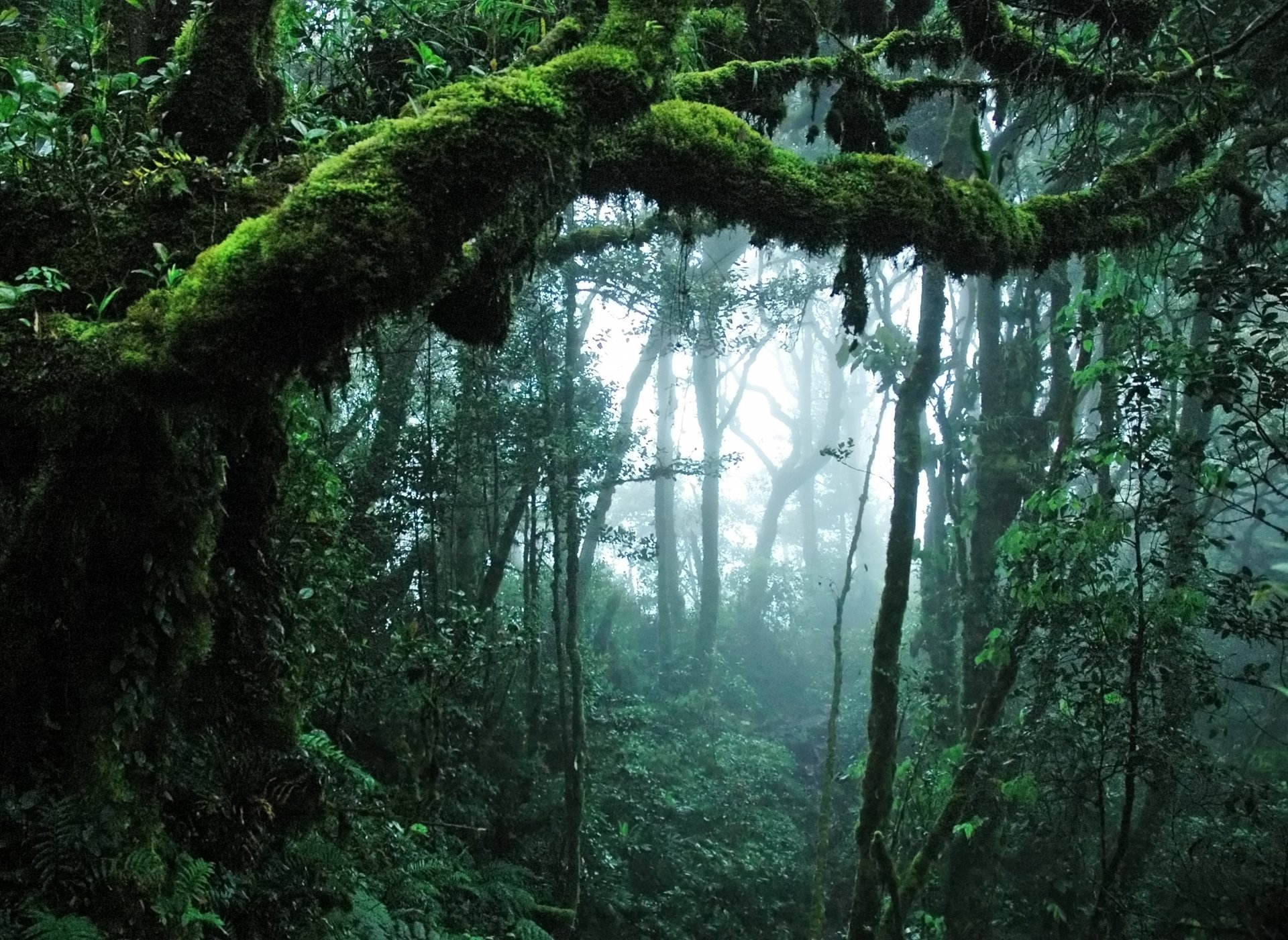 nature jungle tree leave
