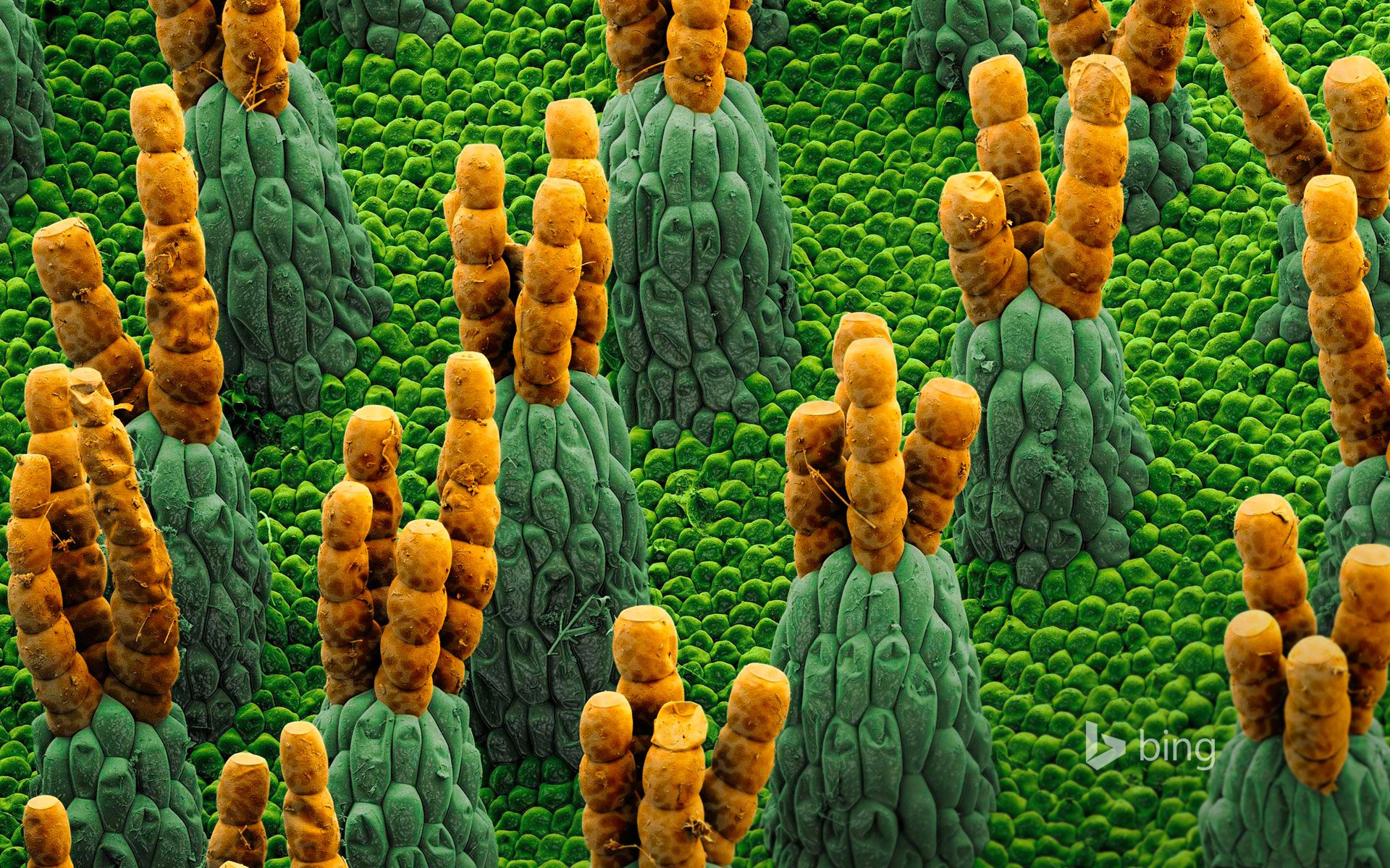 alvinia helecho de agua salvinia helecho de agua micrografía