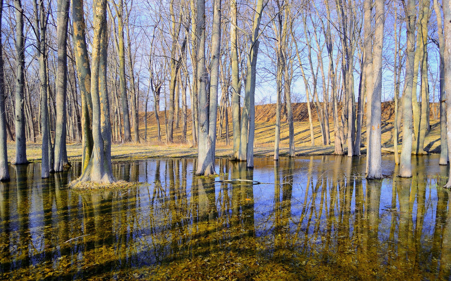 tree spring water sky hill