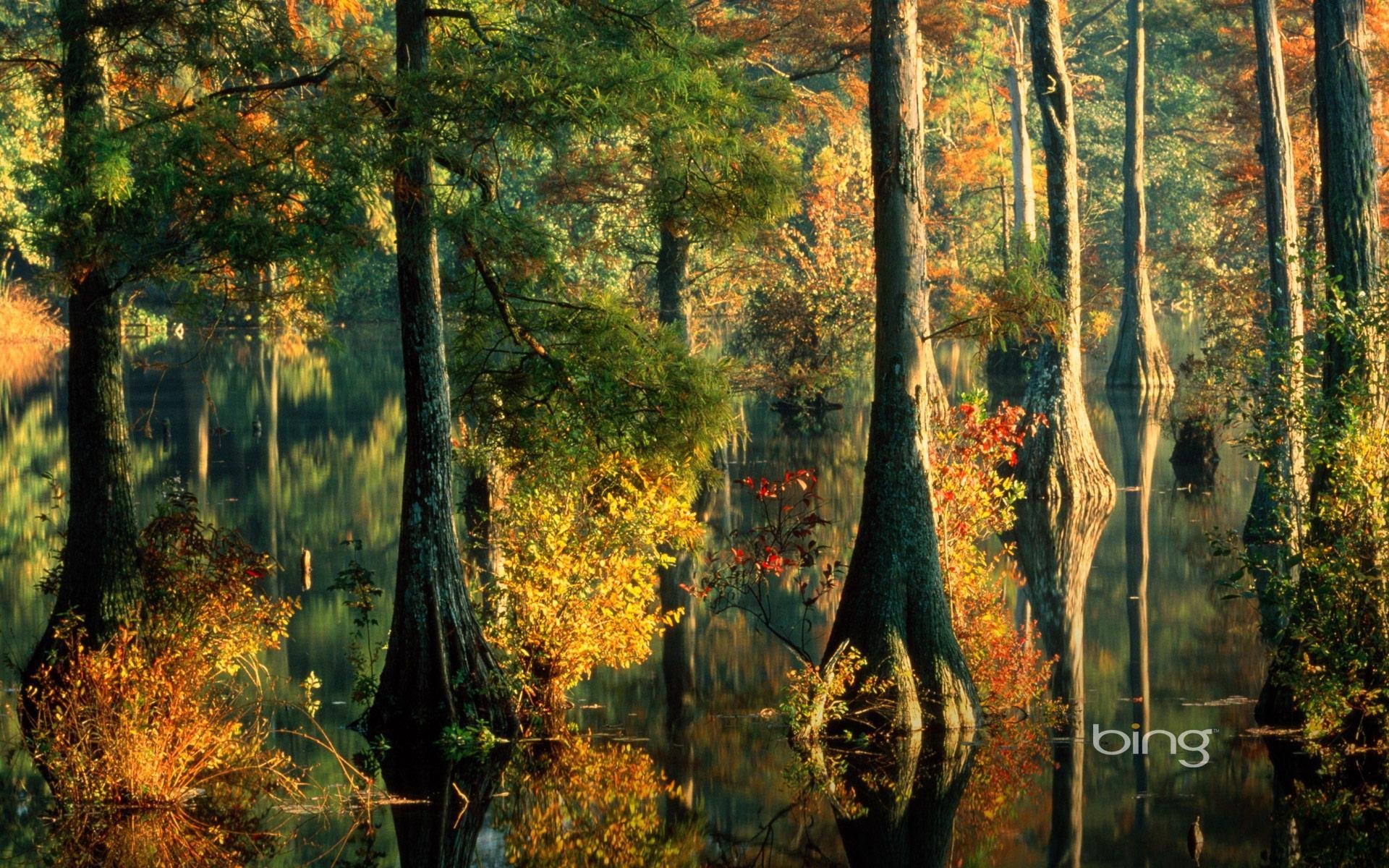 alberi foresta acqua fuoriuscita foglie autunno