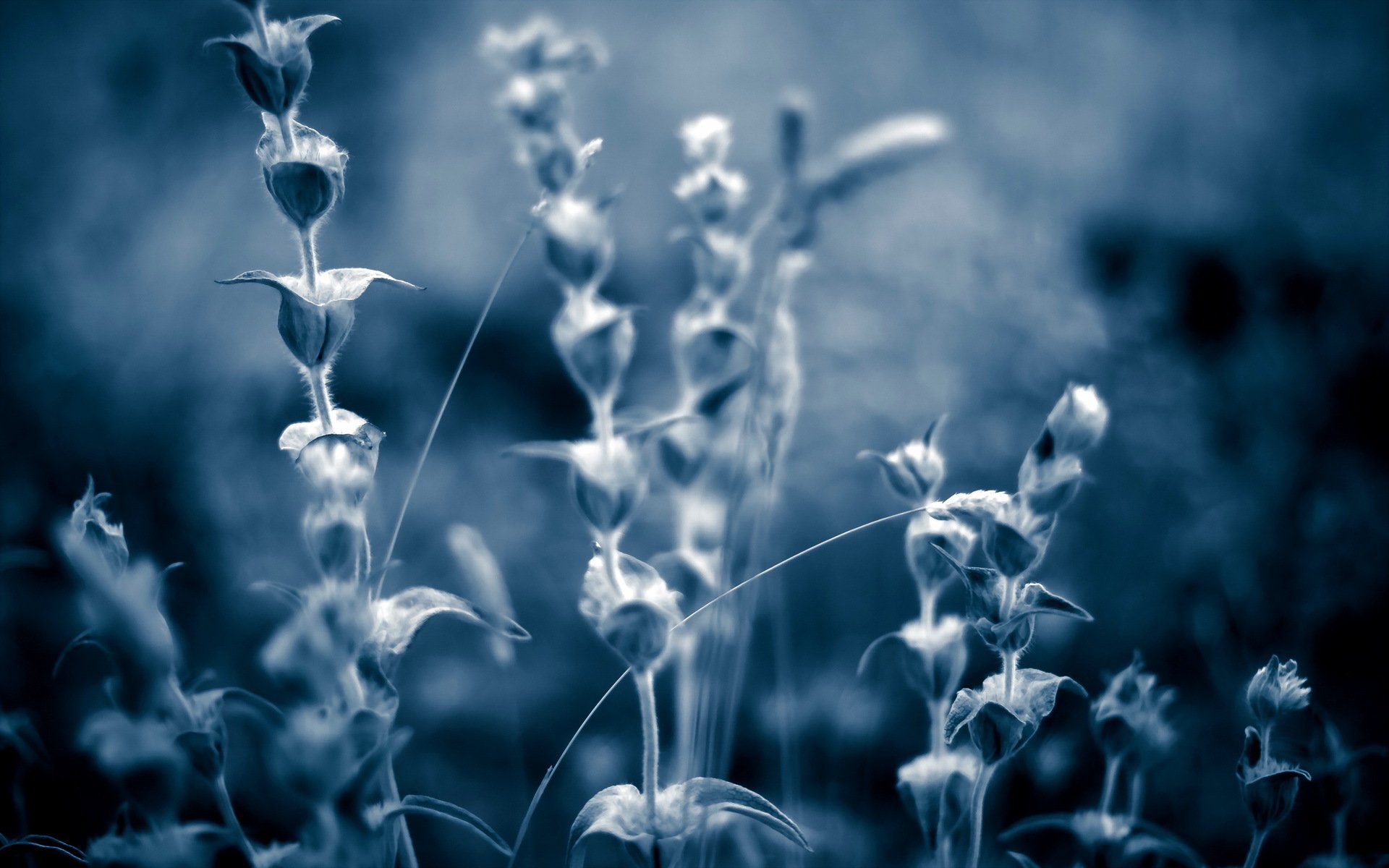 grass nature background