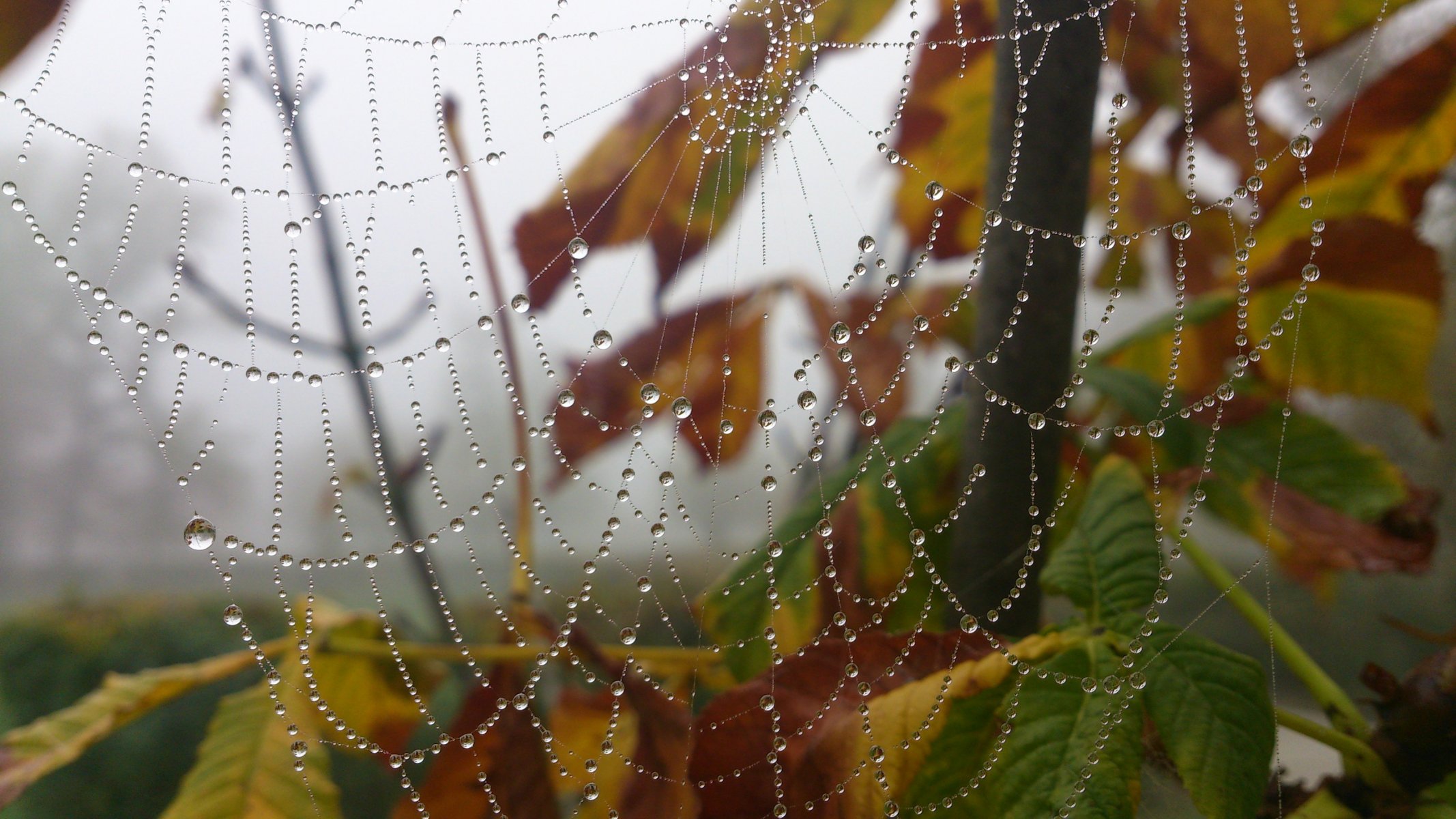 web drops rosa close up