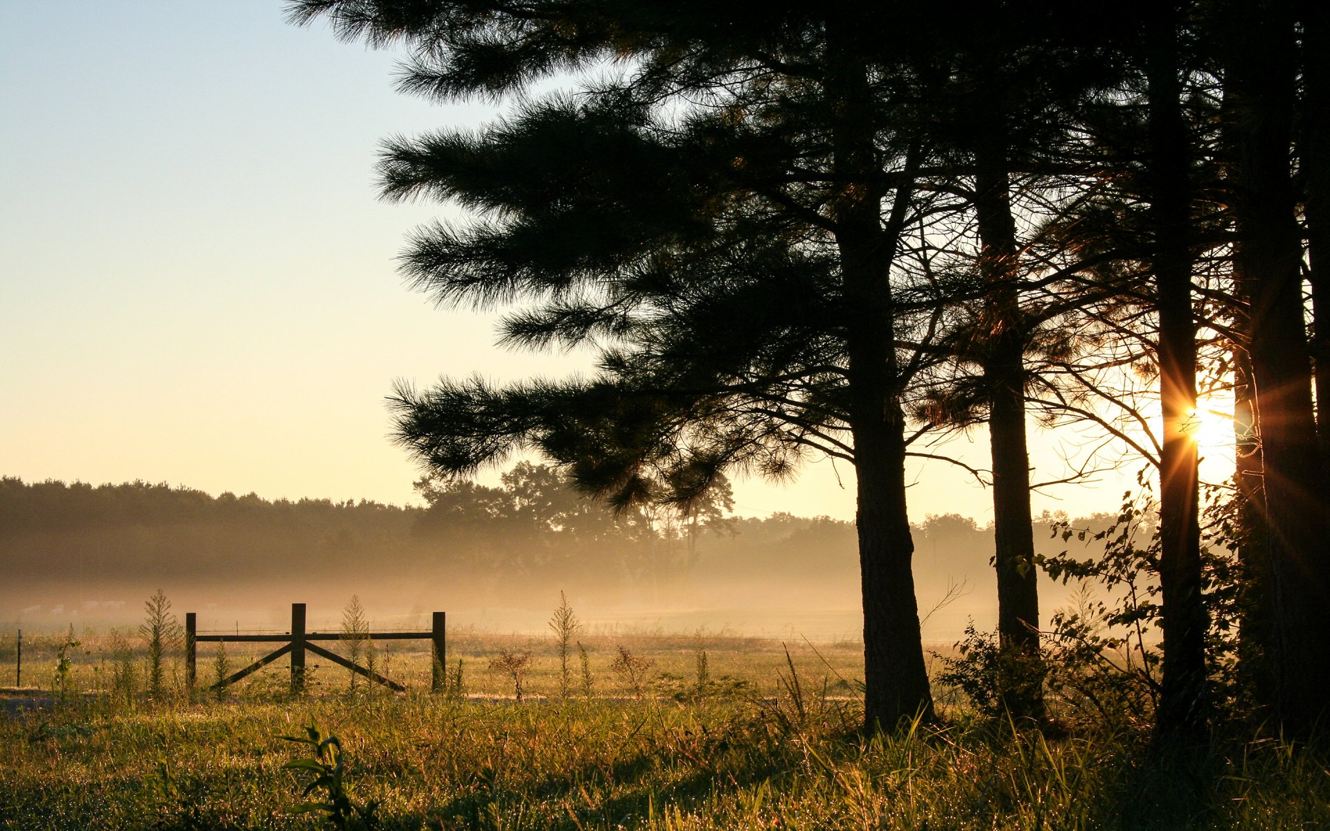 alabama usa matin aube ciel forêt arbres champ brouillard