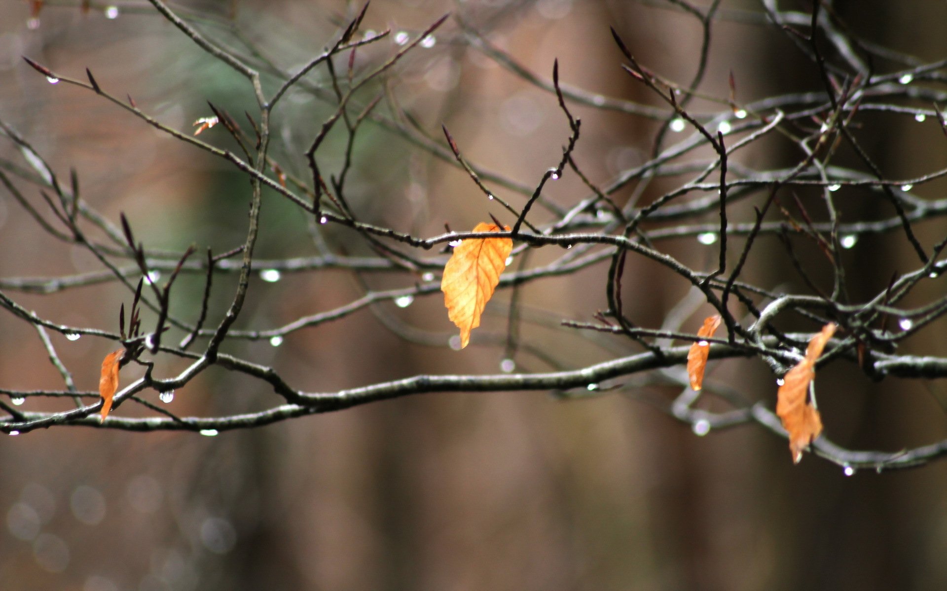 zweig blatt makro