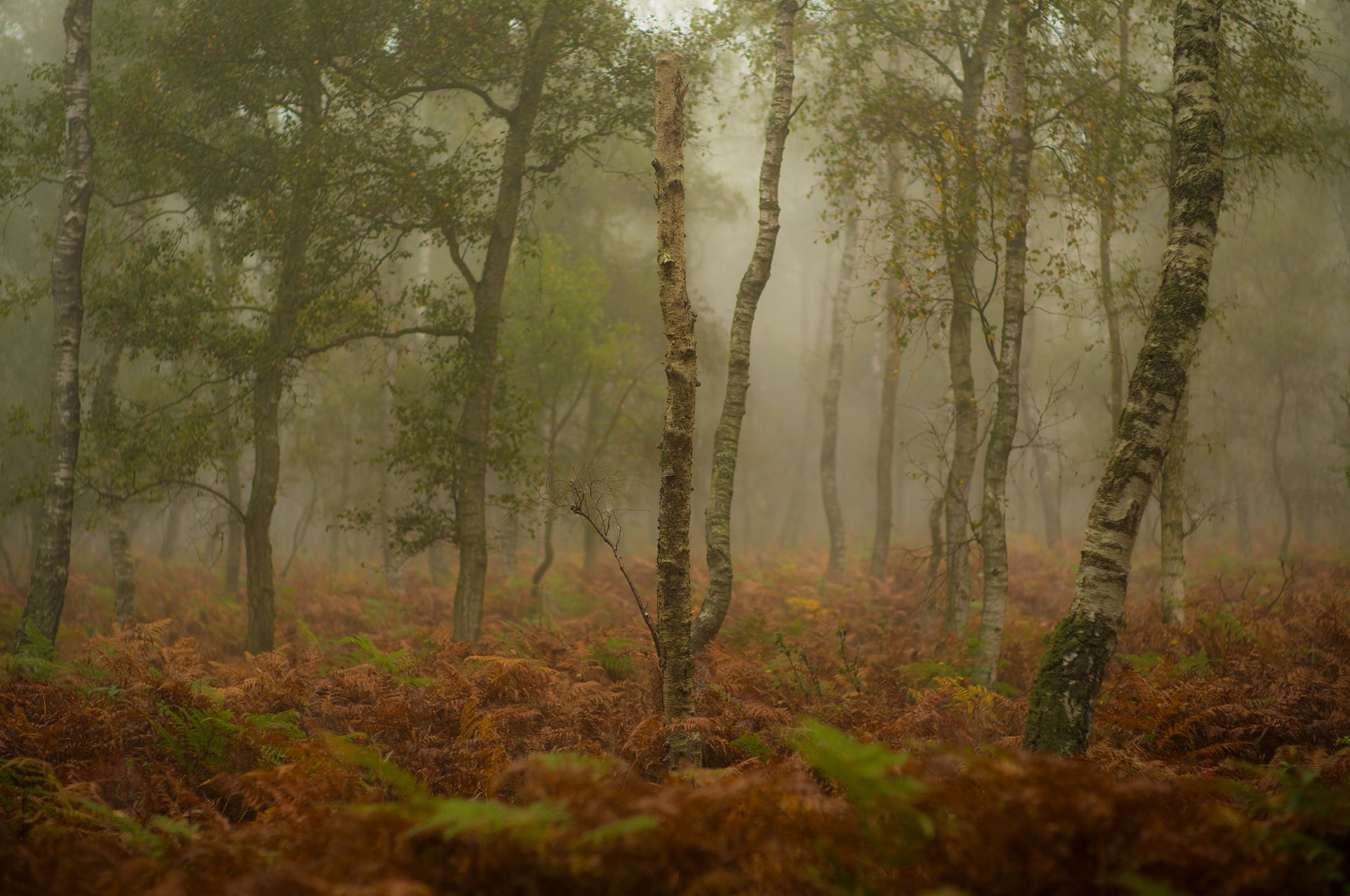 forêt arbres automne brouillard herbe