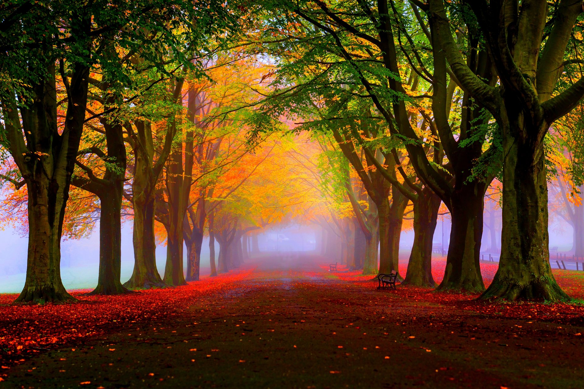 feuilles arbres parc herbe route couleurs automne marche hdr nature banc banc