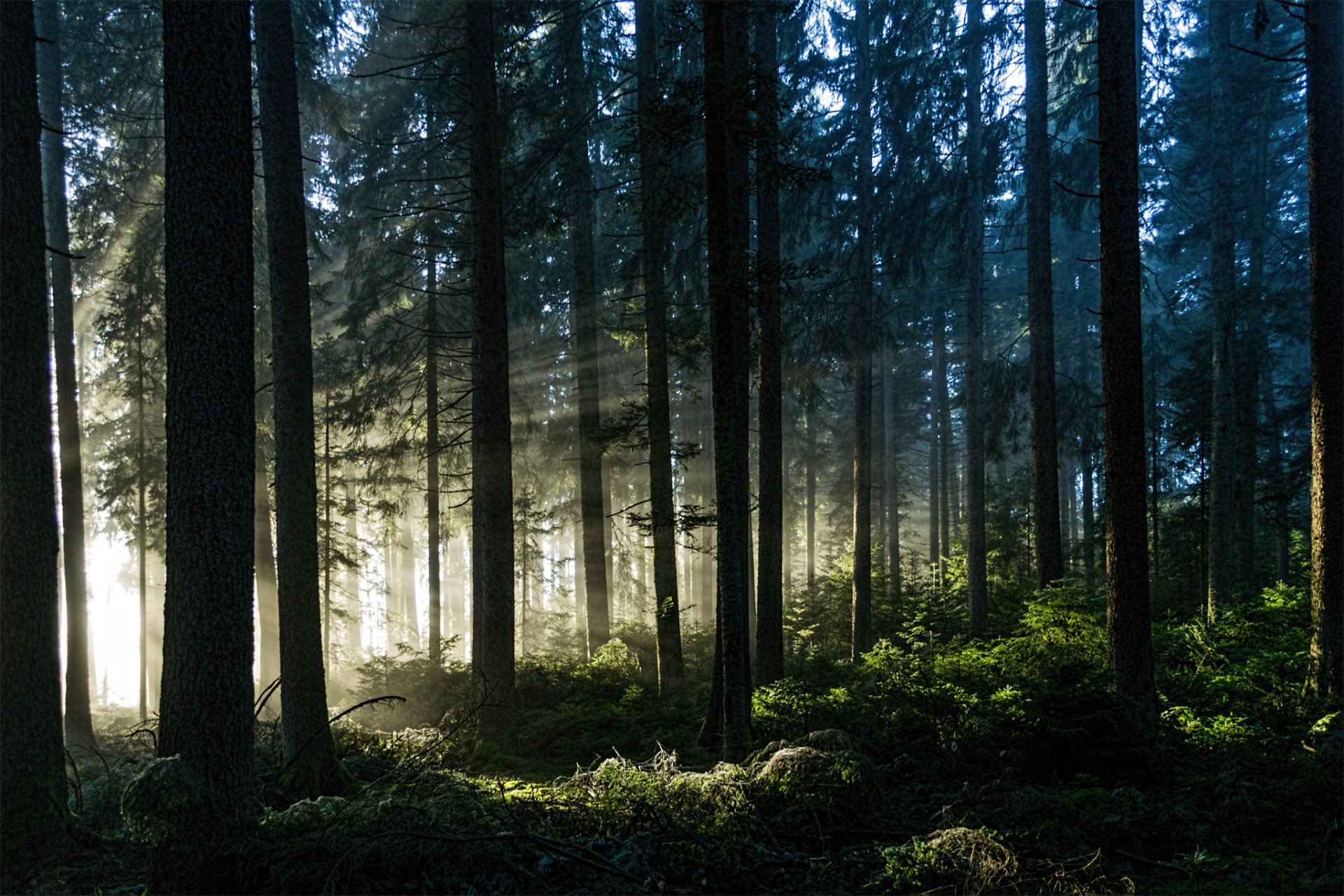 wald strahlen bäume