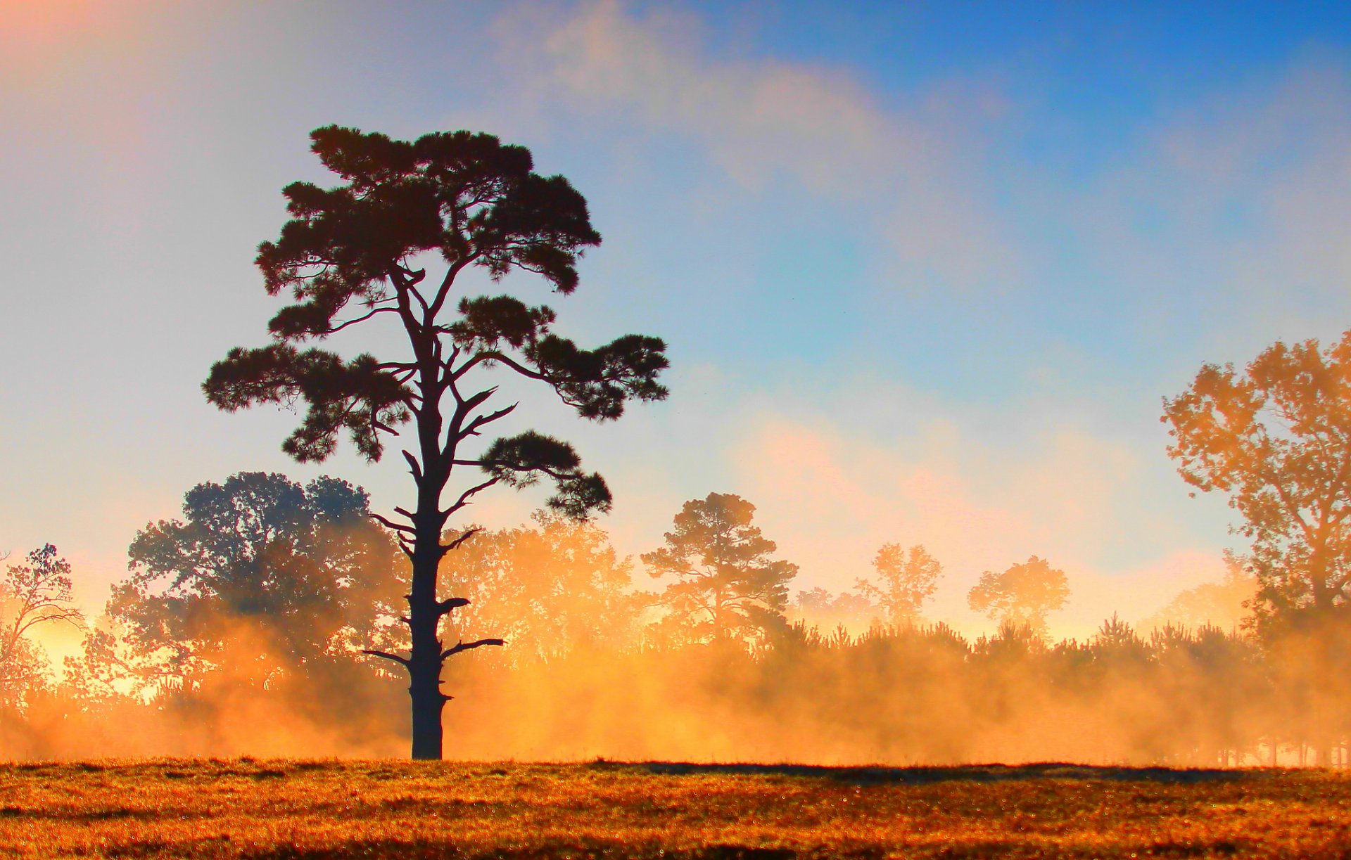 ky clouds forest tree the field fog
