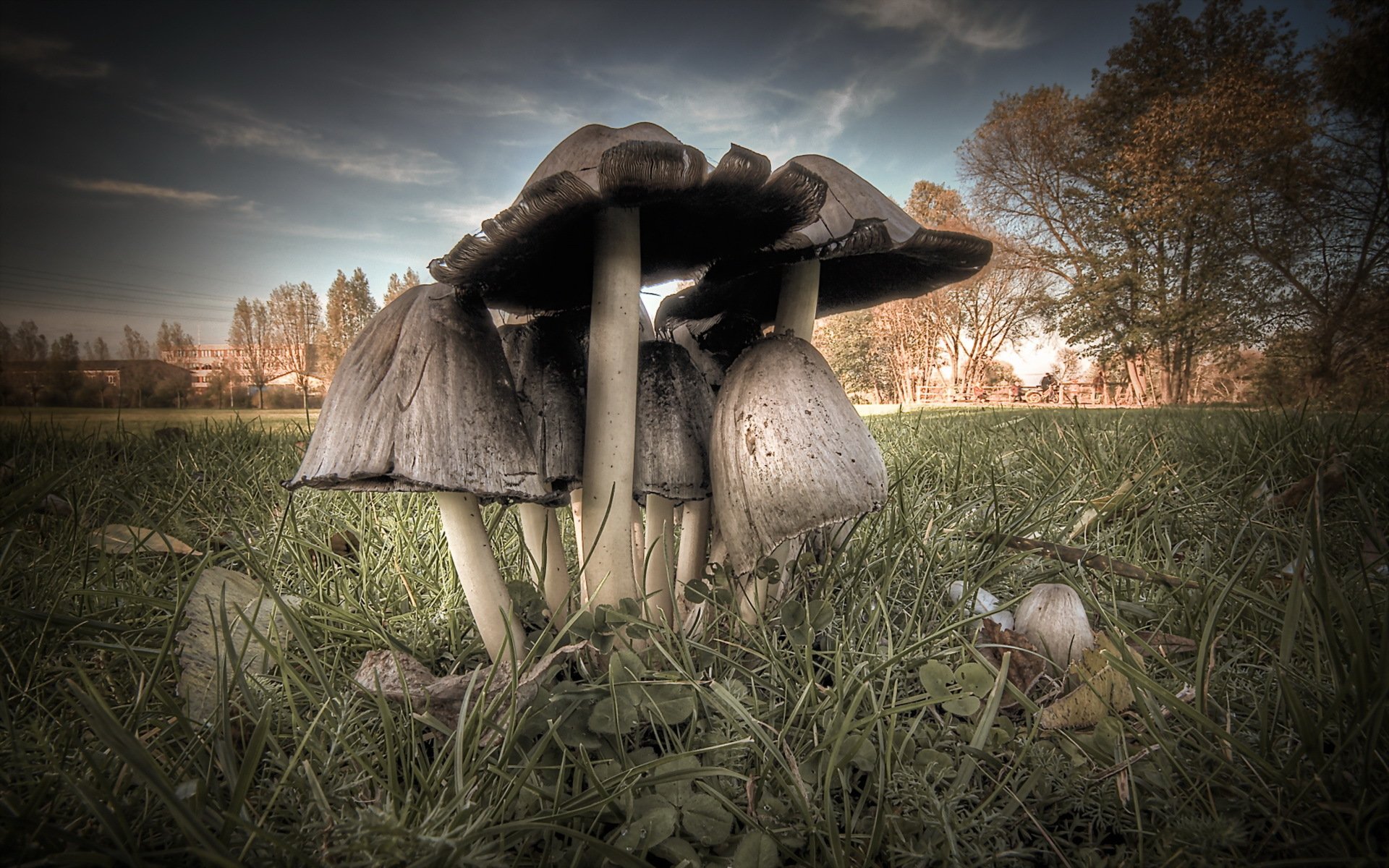 mushrooms close up nature