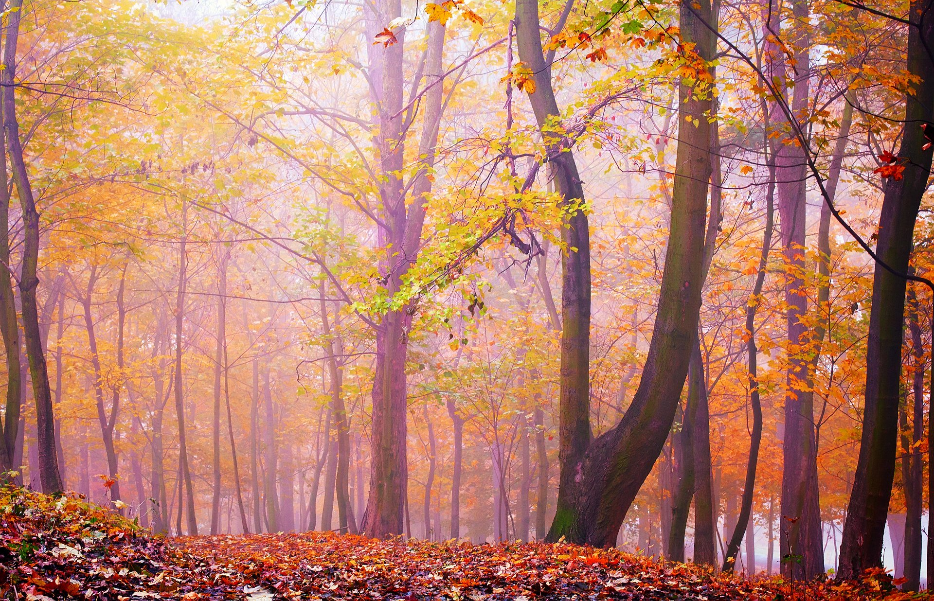 wald bäume nebel blätter herbst
