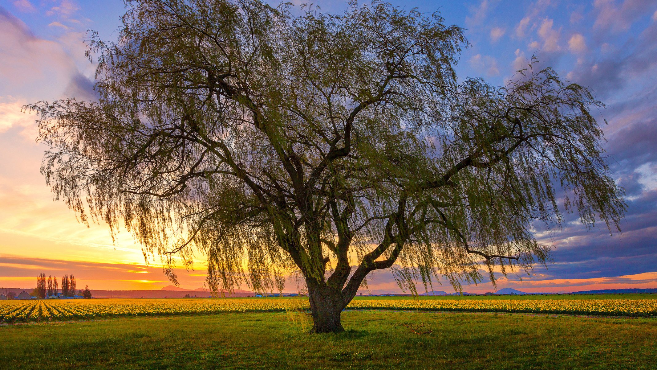 cielo nuvole tramonto campo fiori albero paesaggio