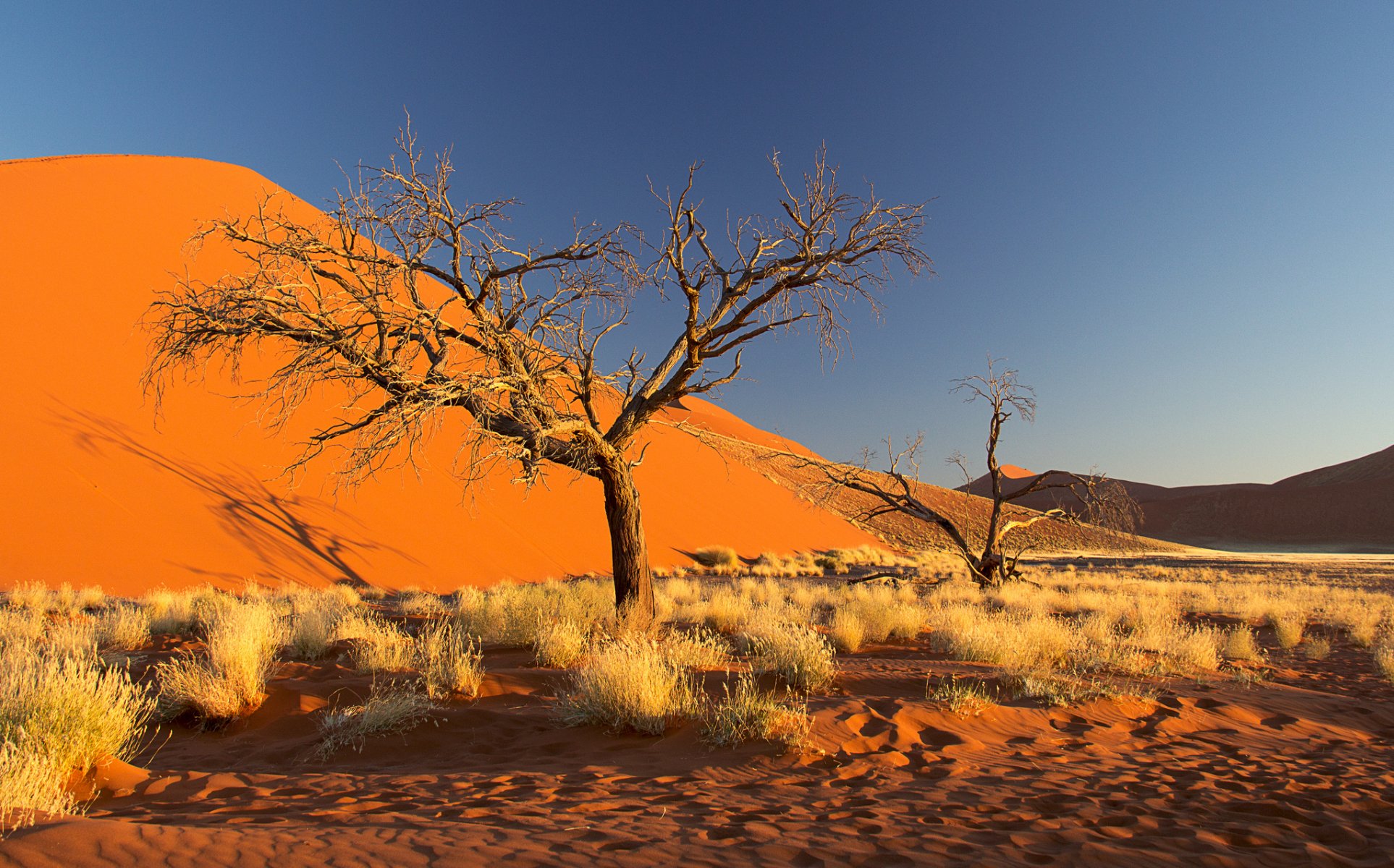 namibia áfrica desierto de namib cielo barhan arena árbol arbustos