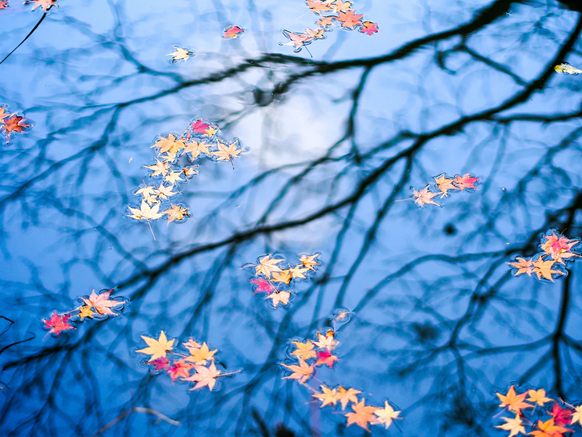 automne eau feuilles réflexion
