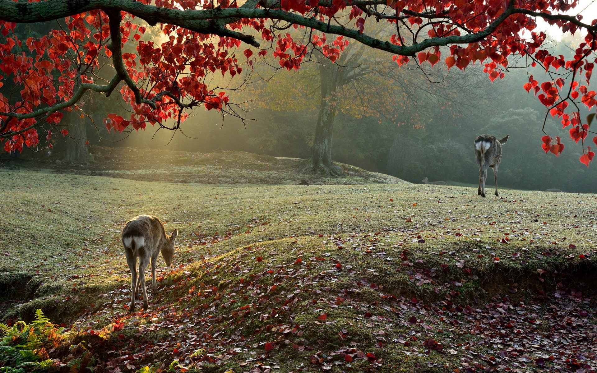 nature morning light sika deer