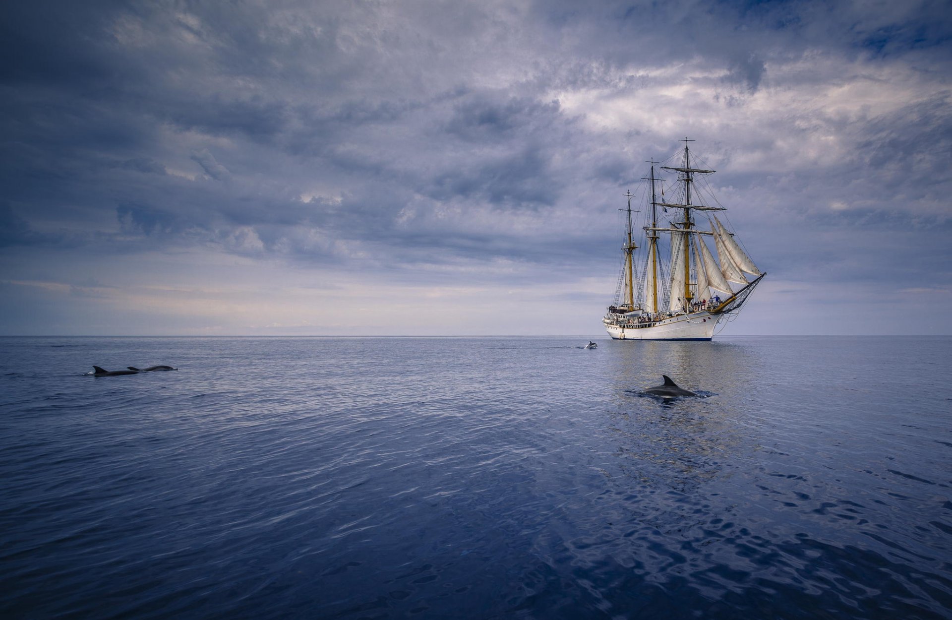 oceano delfini nave vele