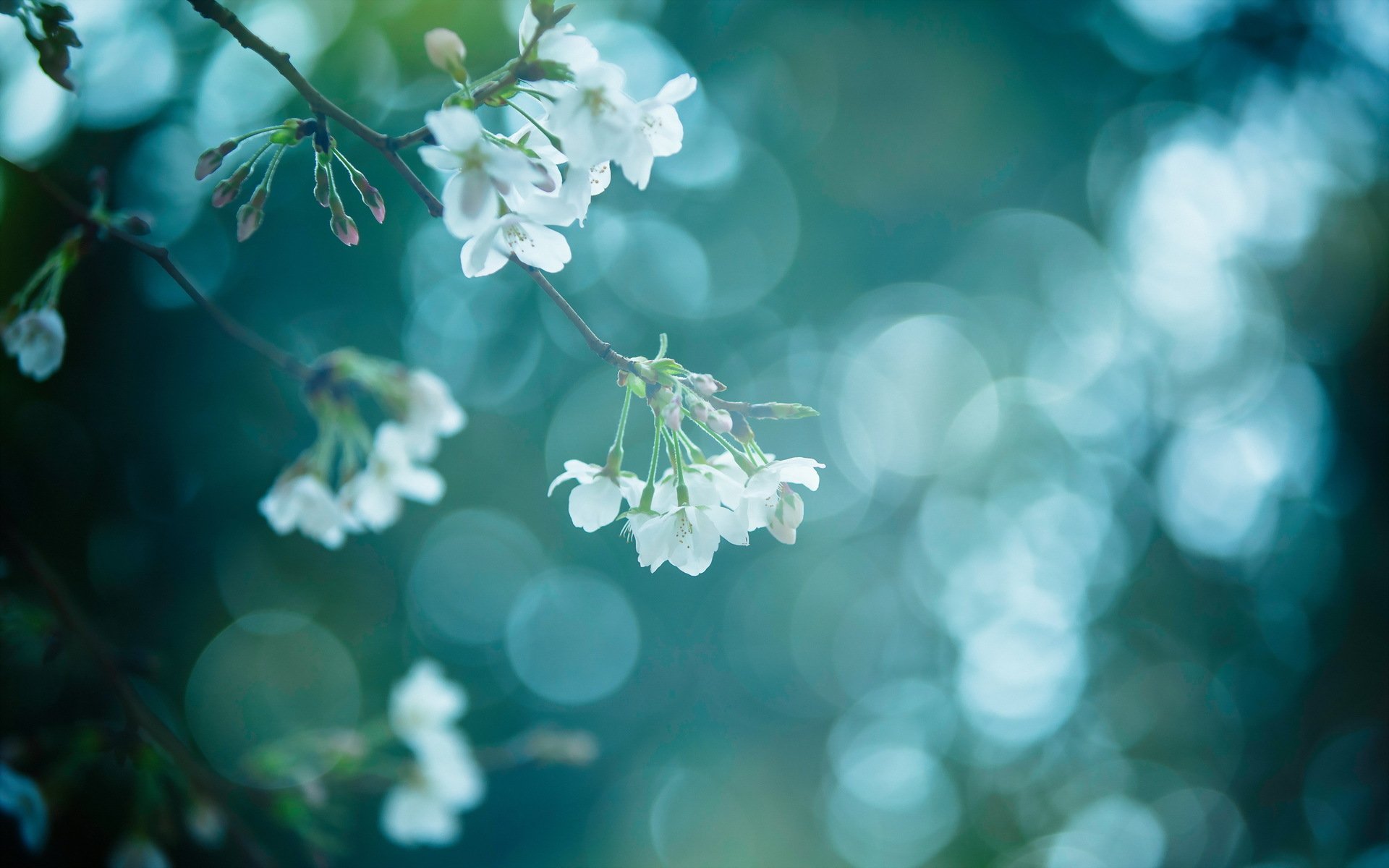 branch nature spring