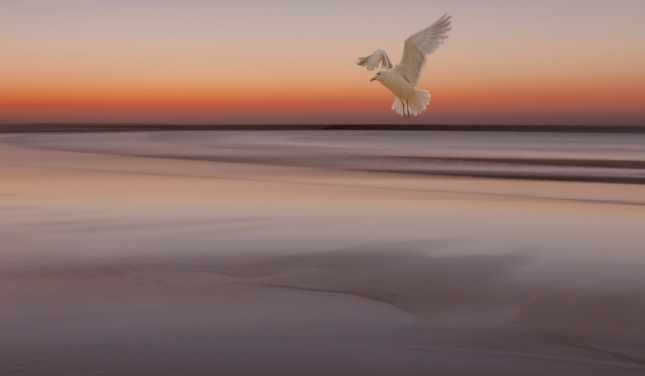 himmel sonnenuntergang meer ebbe vogel möwe