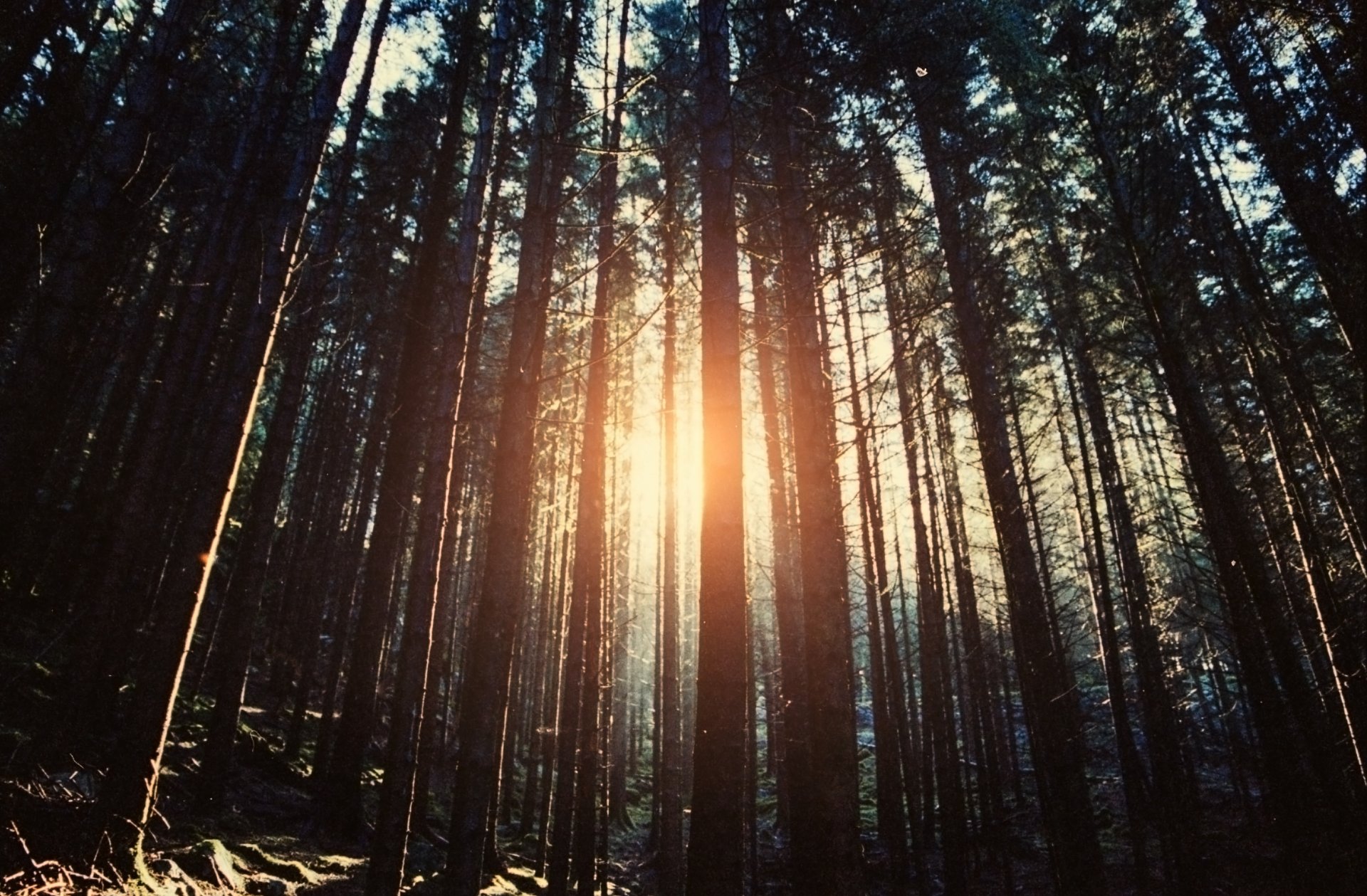 natura alberi raggi del sole foresta