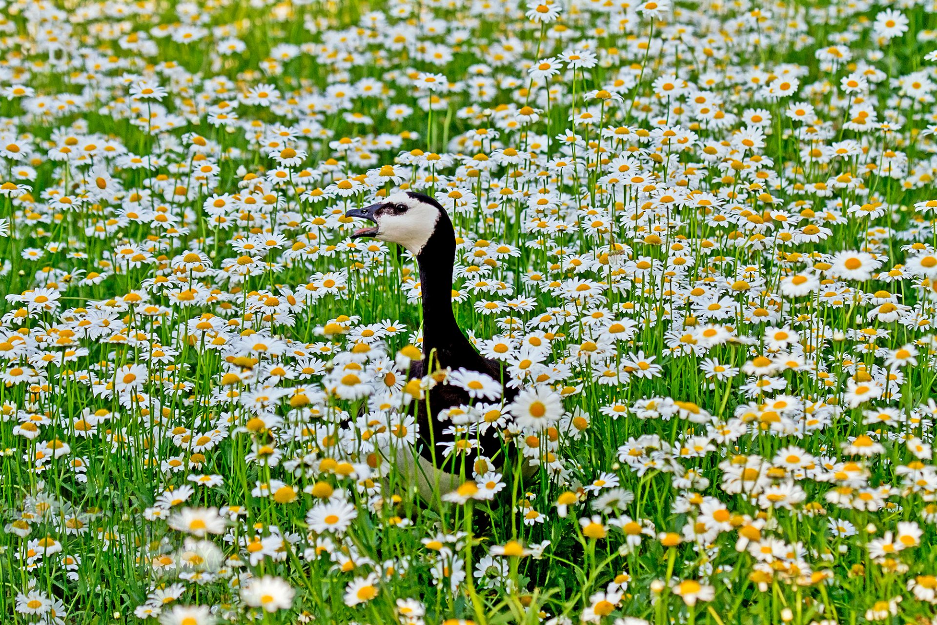 campo manzanilla pájaro ganso