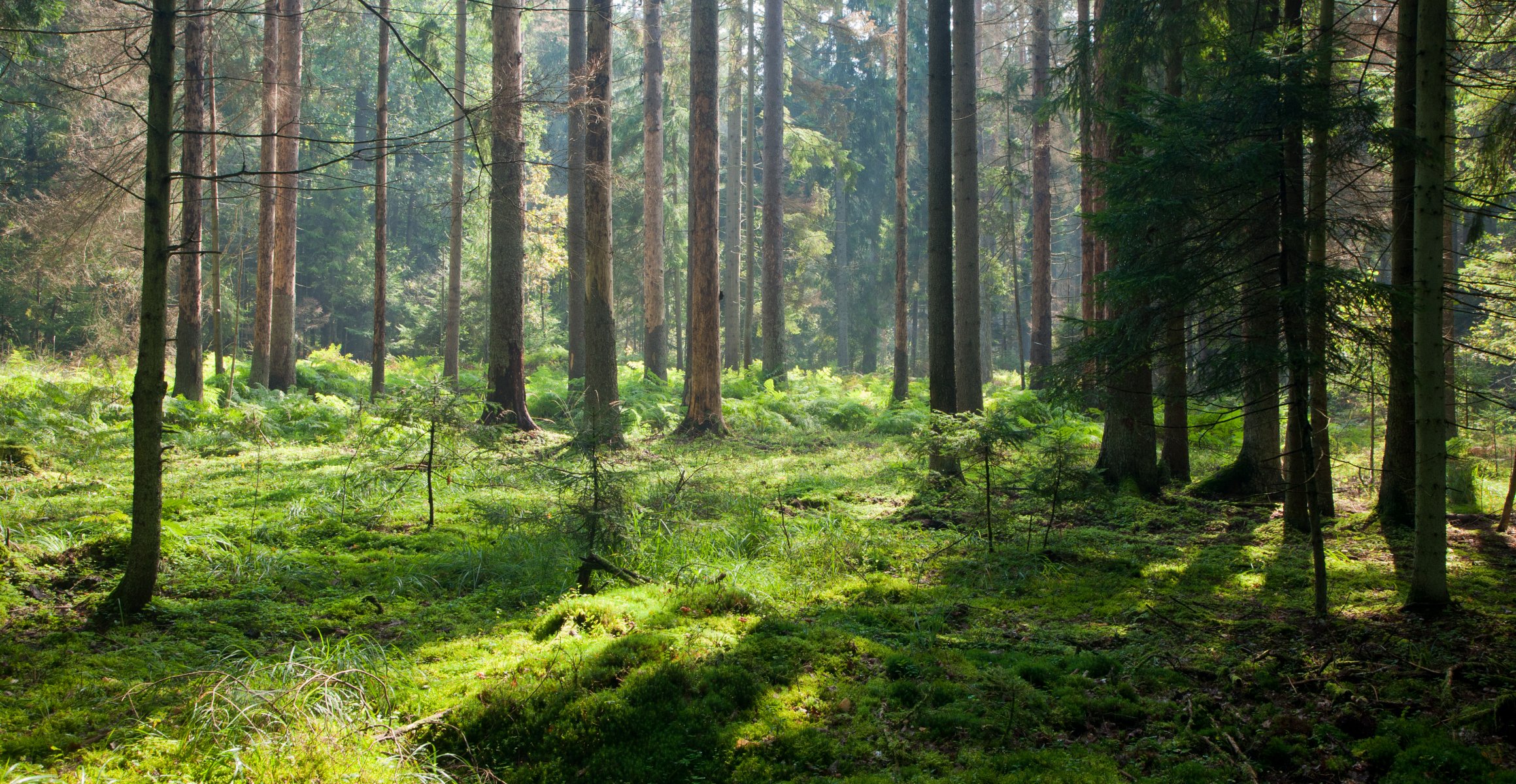 forest light nature